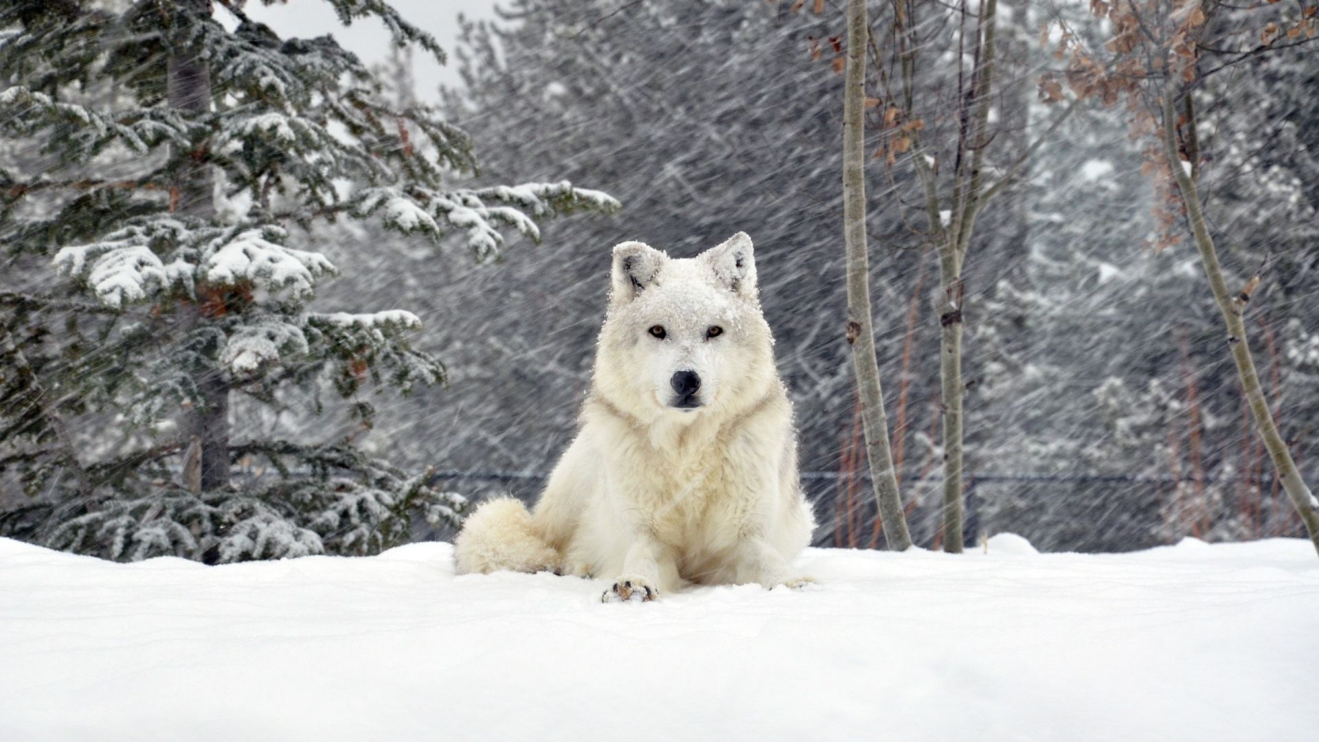 1920x1080 Wolves in Snow Wallpapers Top Free Wolves in Snow Backgrounds