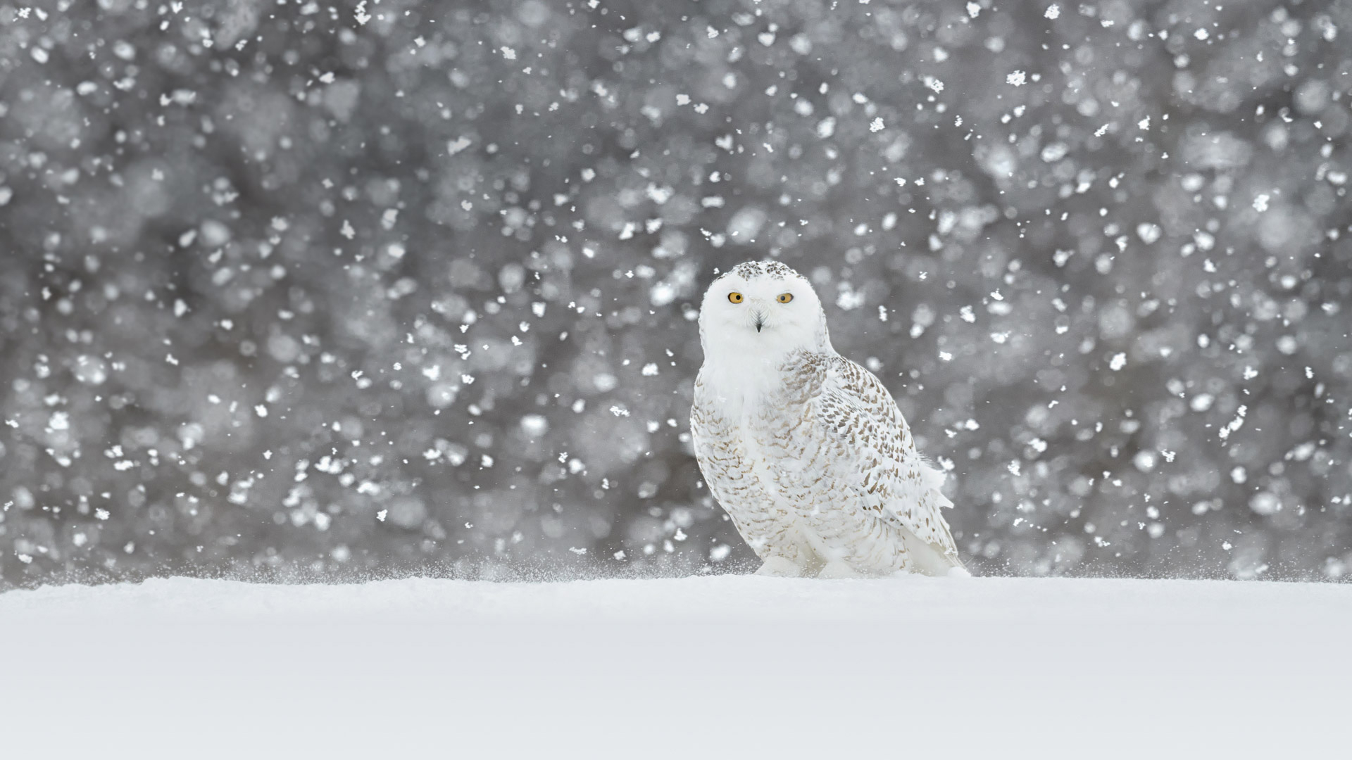 1920x1080 Snowy Owl Video &acirc;&#128;&#147; Bing Wallpaper Download