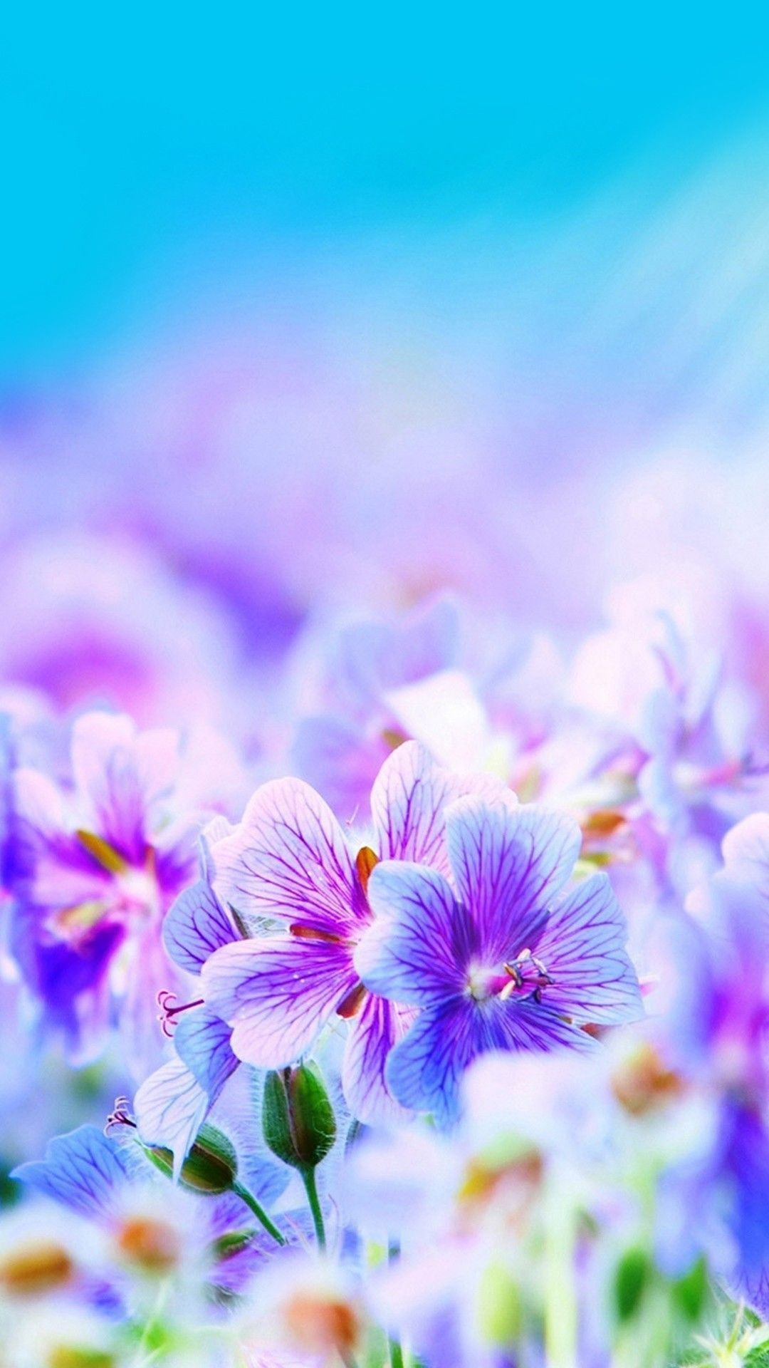 1080x1920 Pretty Flower Phone Wallpapers Top Free Pretty Flower Phone Backgrounds