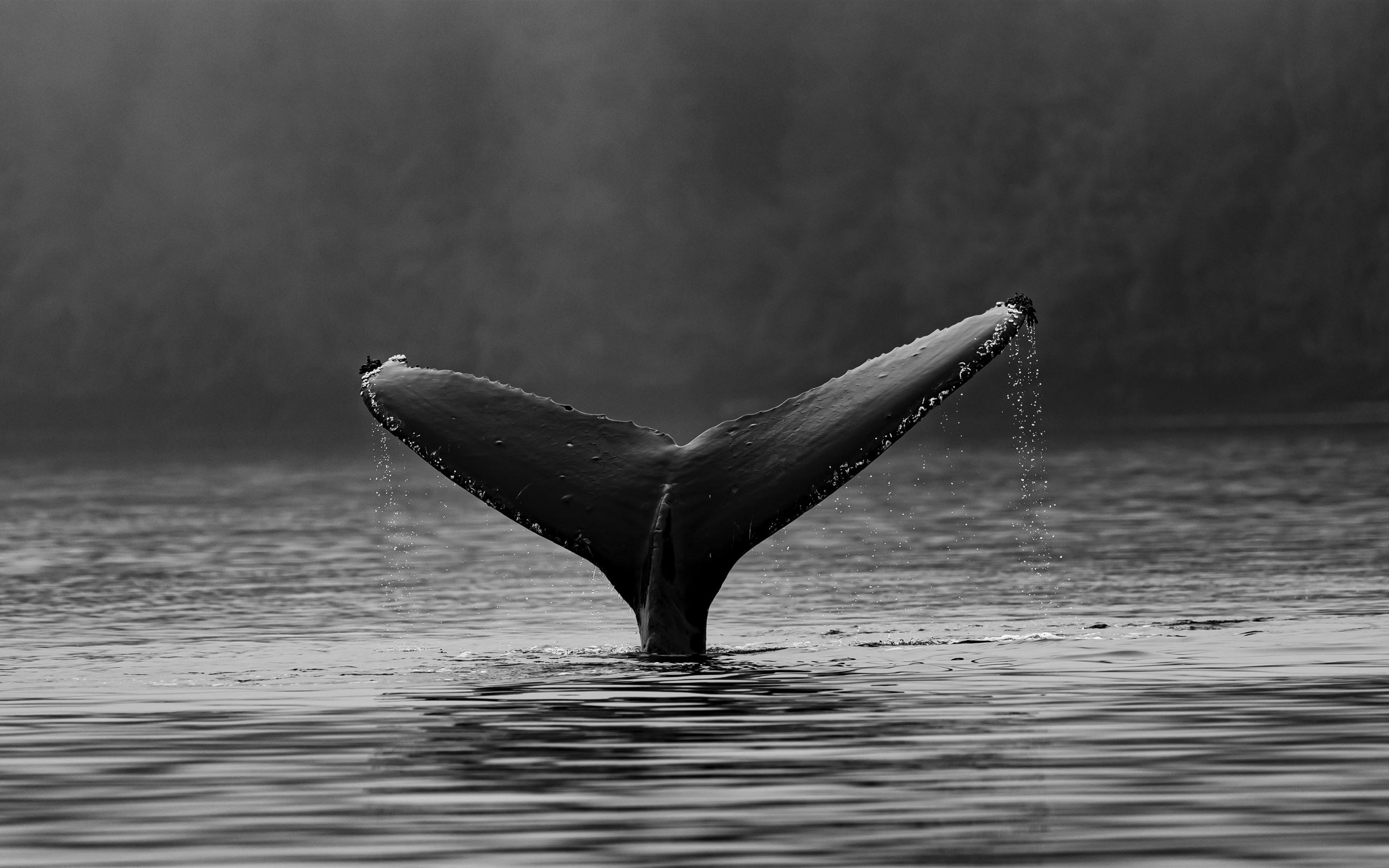 2560x1600 Humpback whale fluke Mac Wallpaper Download