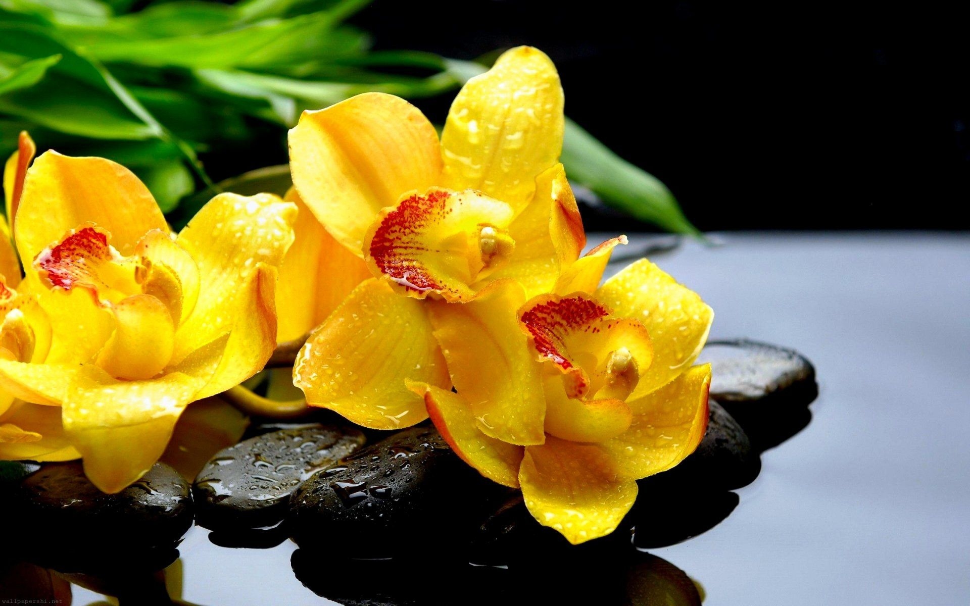 1920x1200 Yellow Orchids Wallpapers