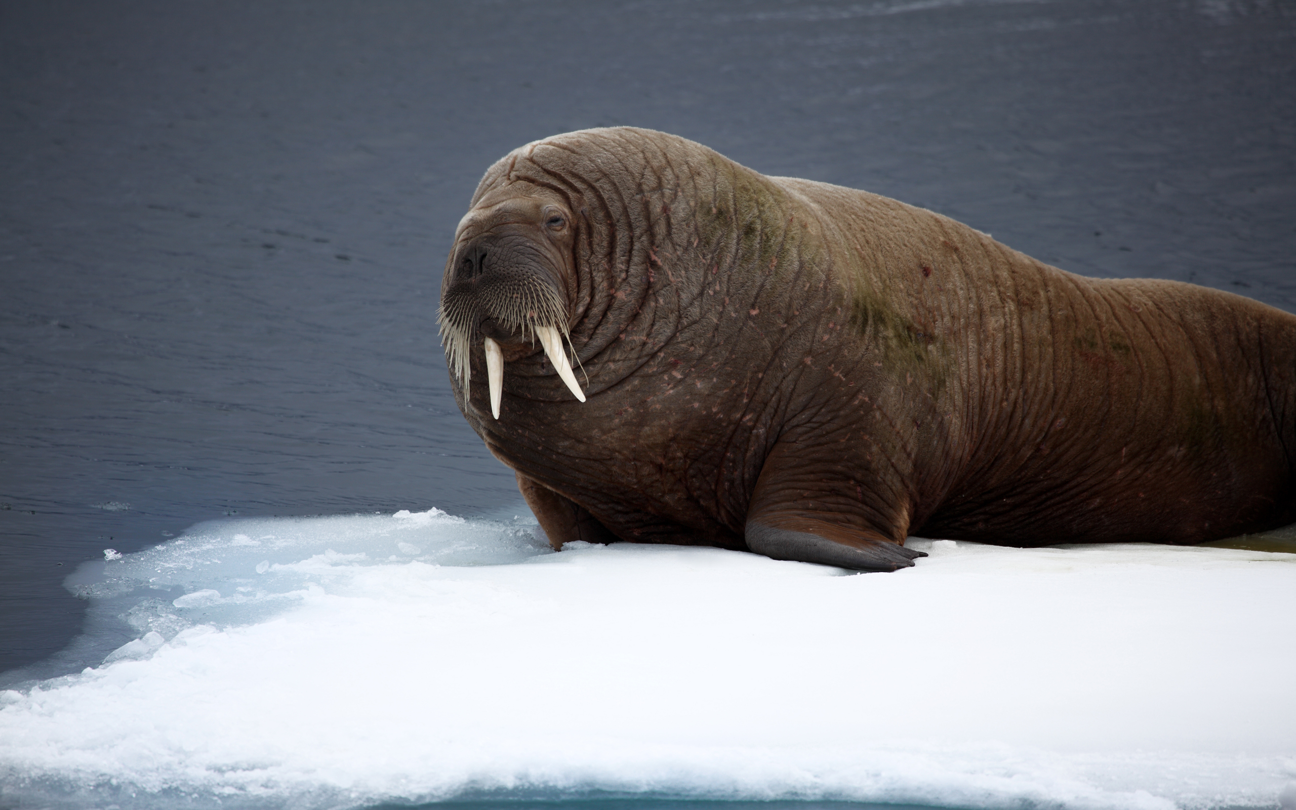 2560x1600 20+ Walrus HD Wallpapers and Backgrounds