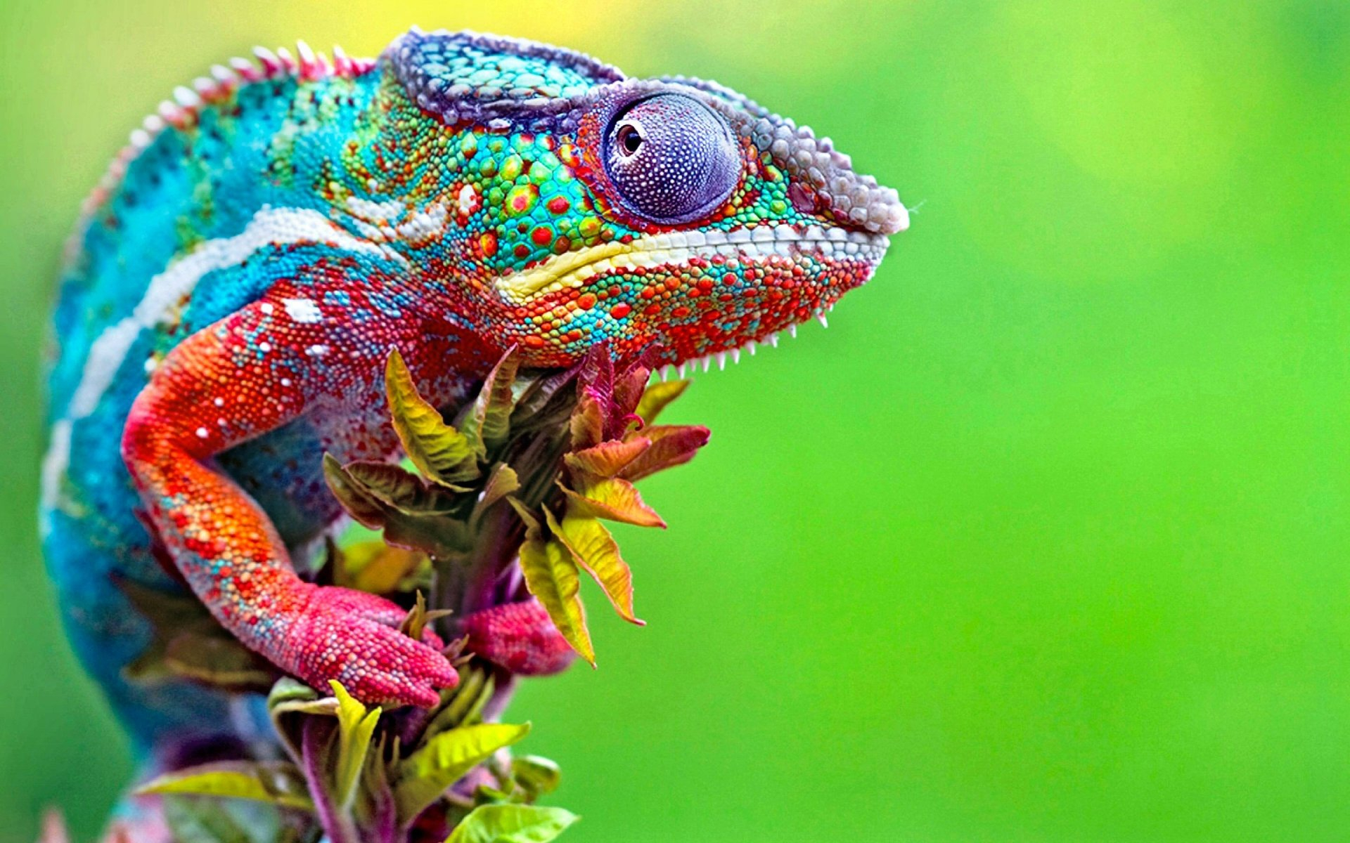 1920x1200 1400+ Reptiles HD Wallpapers and Backgrounds