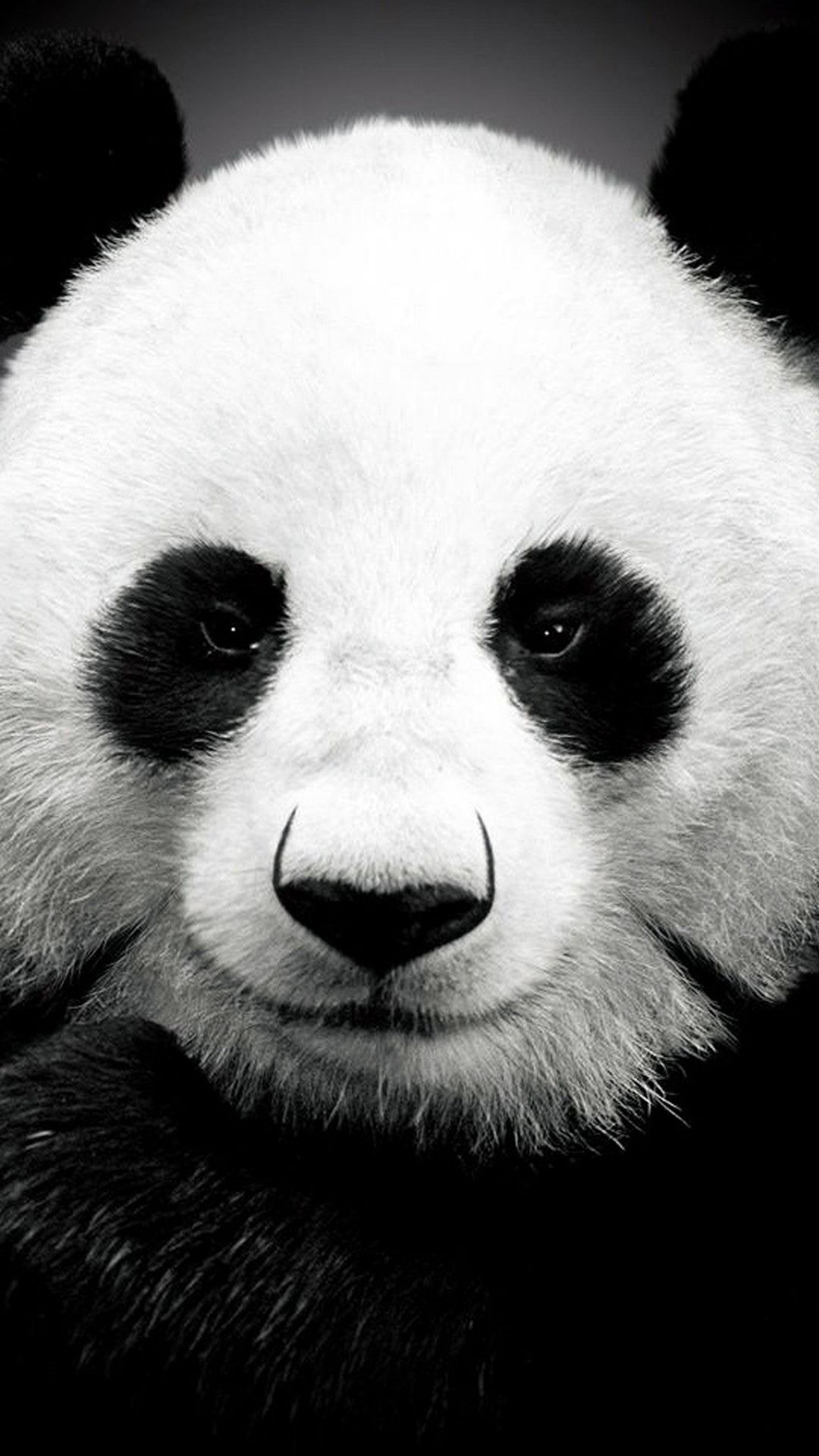 1080x1920 Panda bear Best htc one wallpapers, free and easy to download | Panda bear, Cute panda wallpaper, Panda