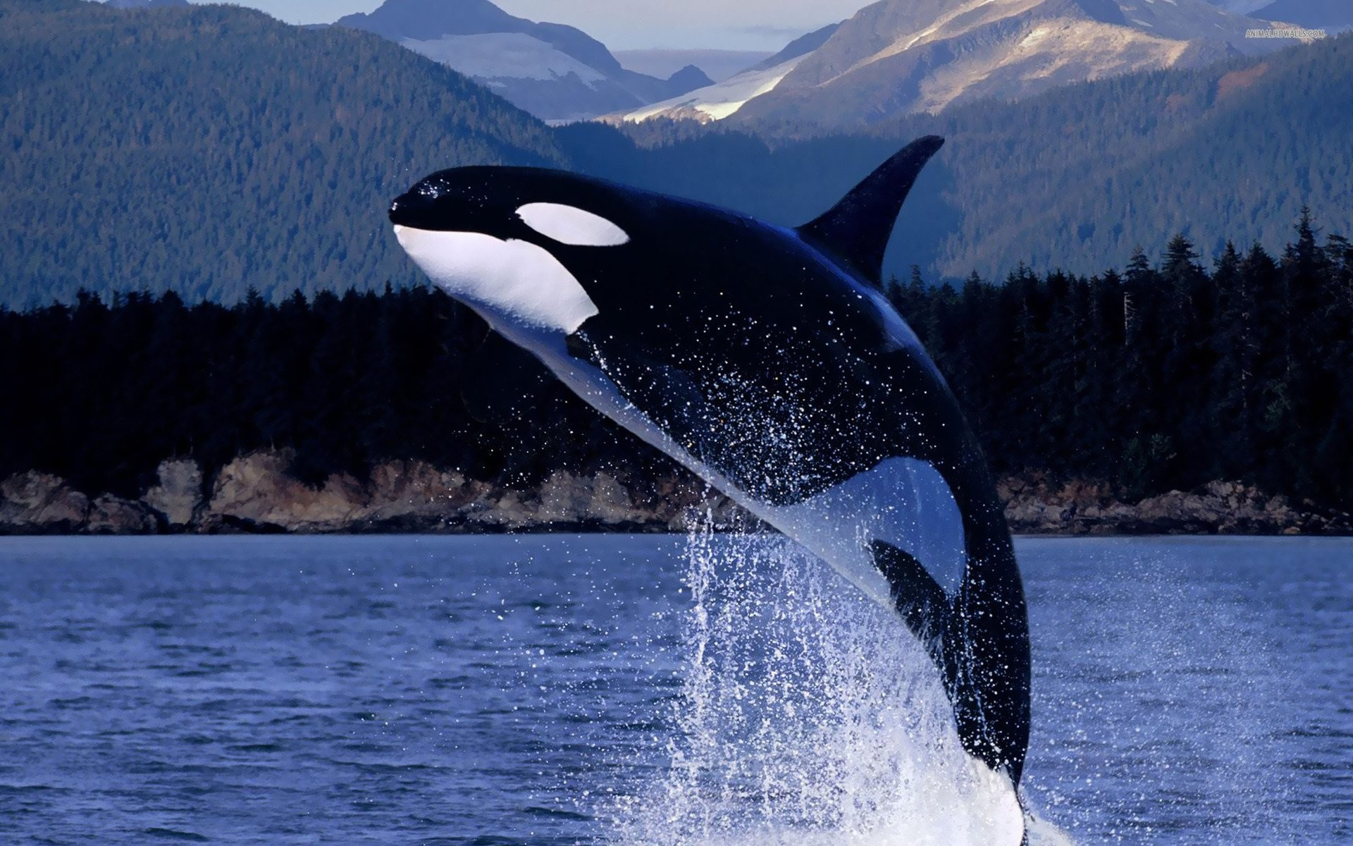 1920x1200 Killer Whales Wallpaper (58+ pictures