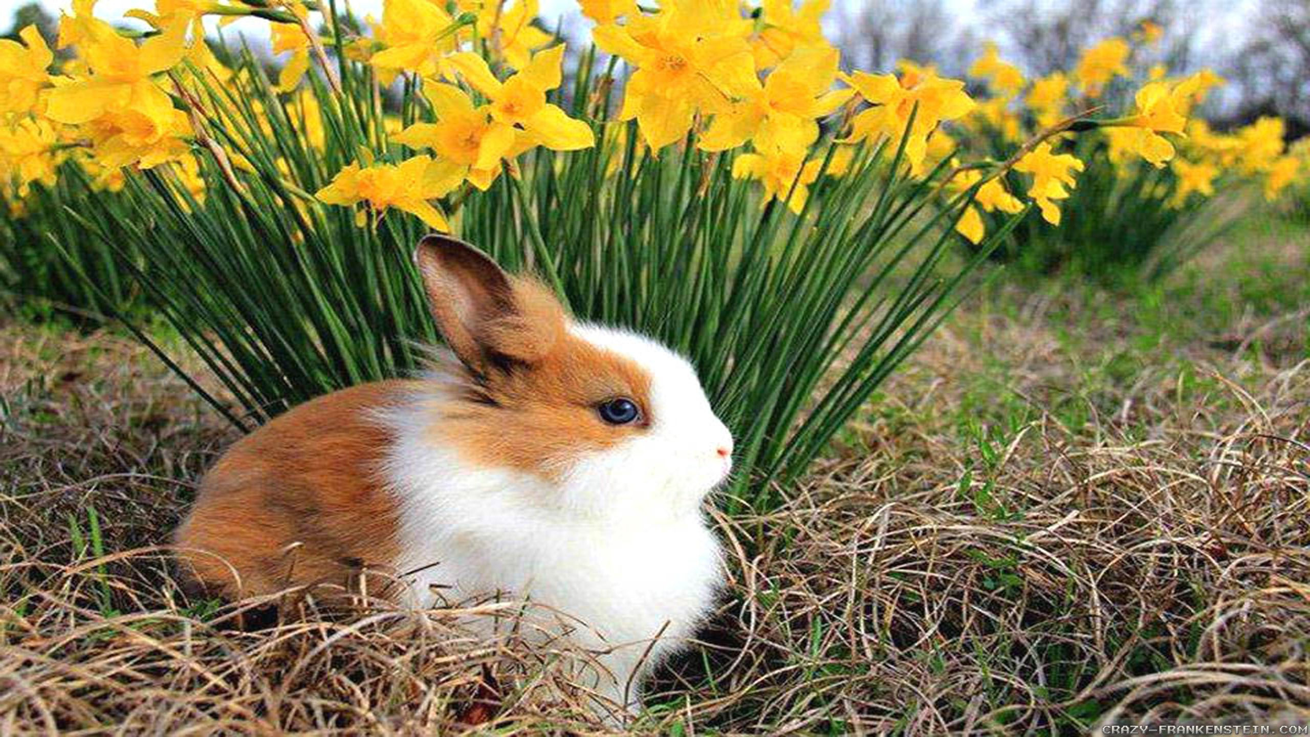 2560x1440 Spring Animals Wallpapers Top Free Spring Animals Backgrounds