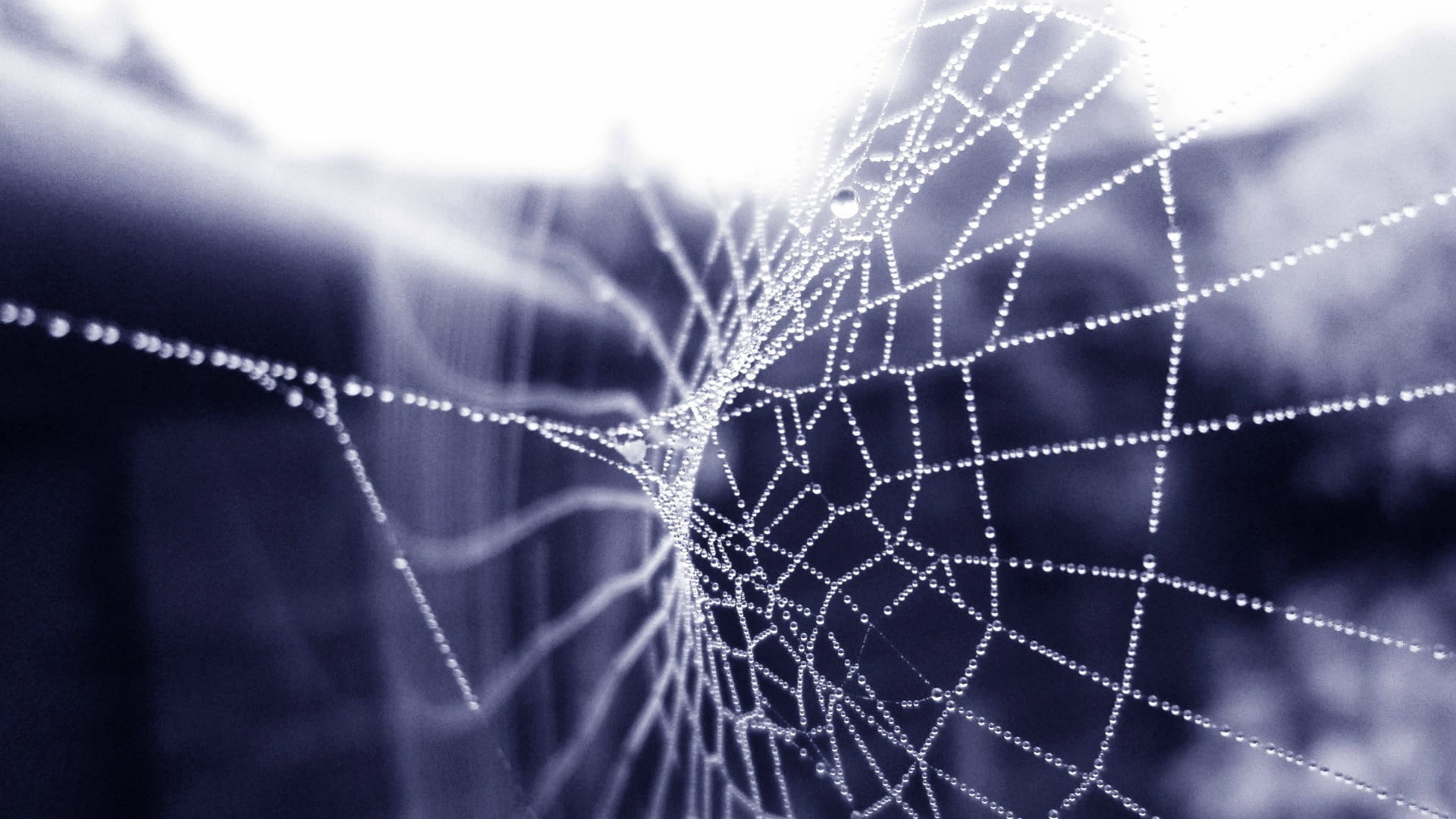 1920x1080 Spider web, spiderwebs, water drops, nature HD wallpaper