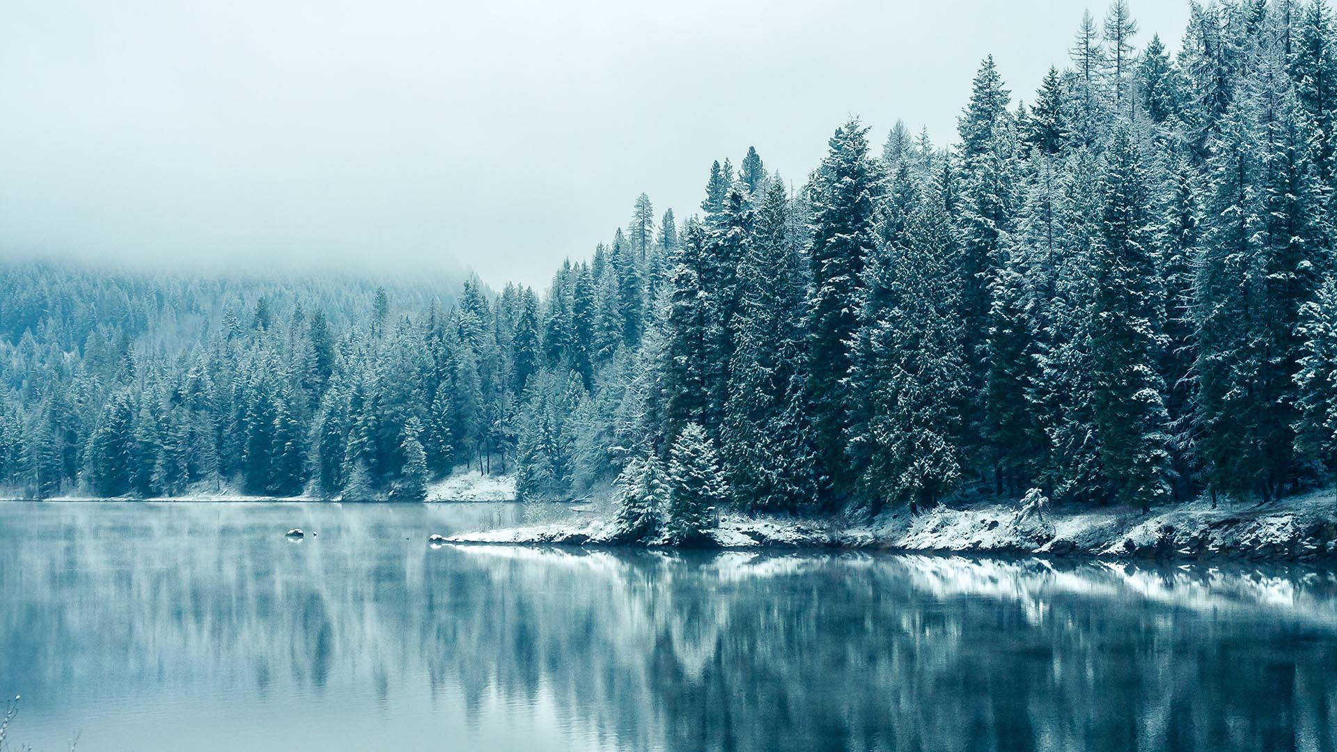 1920x1080 Download Winter Forest Beside A Lake Wallpaper