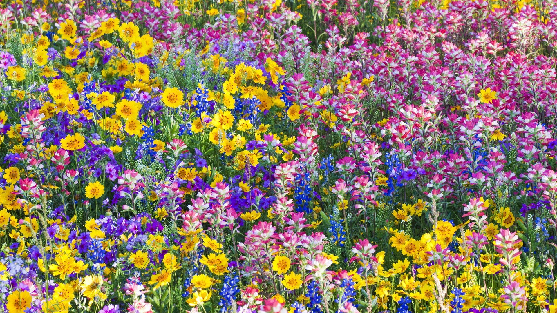 1920x1080 Multicolor flowers spring Texas wildflowers Bluebells wallpaper | | 300711