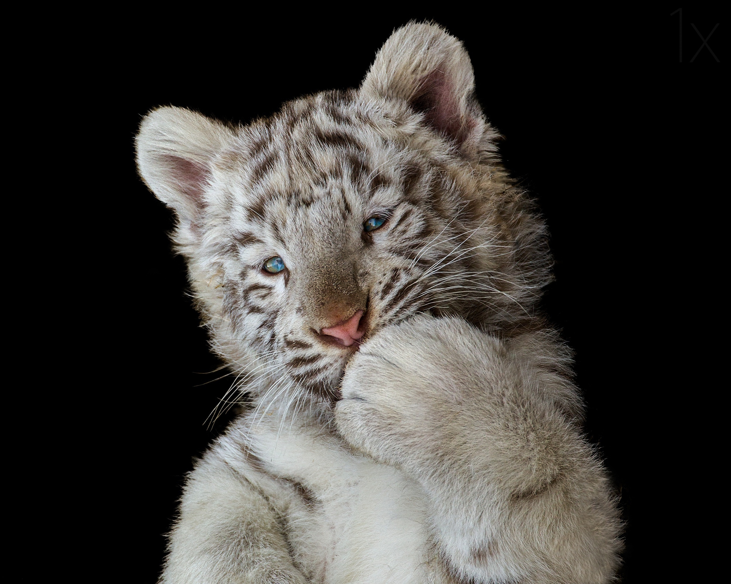 2500x1997 Cute White Tiger Cub, HD Animals, 4k Wallpapers, Images, Backgrounds, Photos and Pictures
