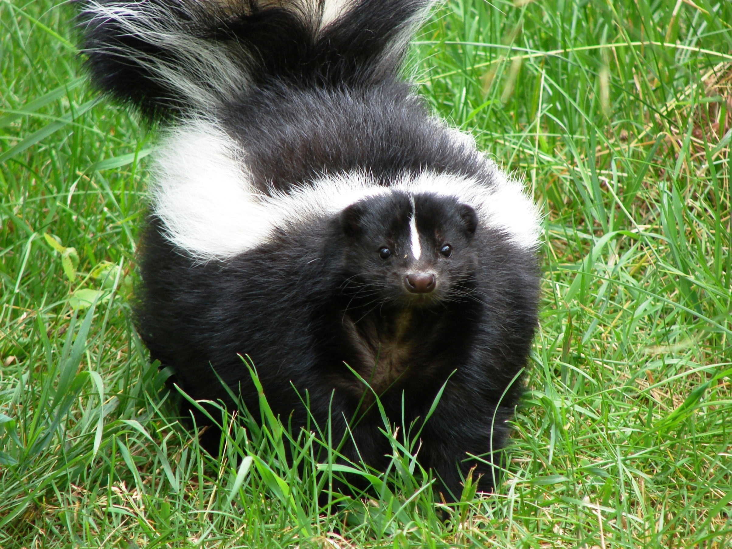2407x1806 White and black skunk on grass field HD wallpaper