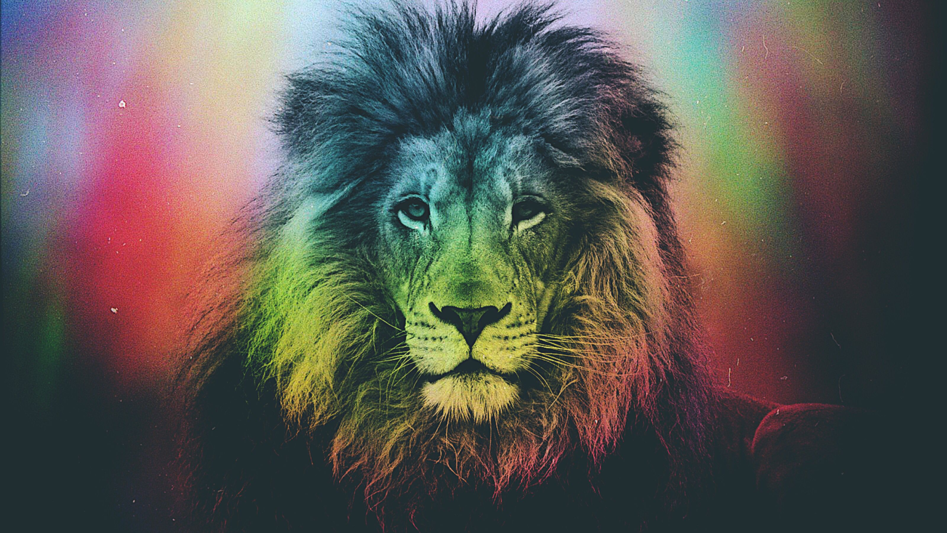3200x1800 Rainbow lion picture | Lion pictures, Rainbow lion, Animal art
