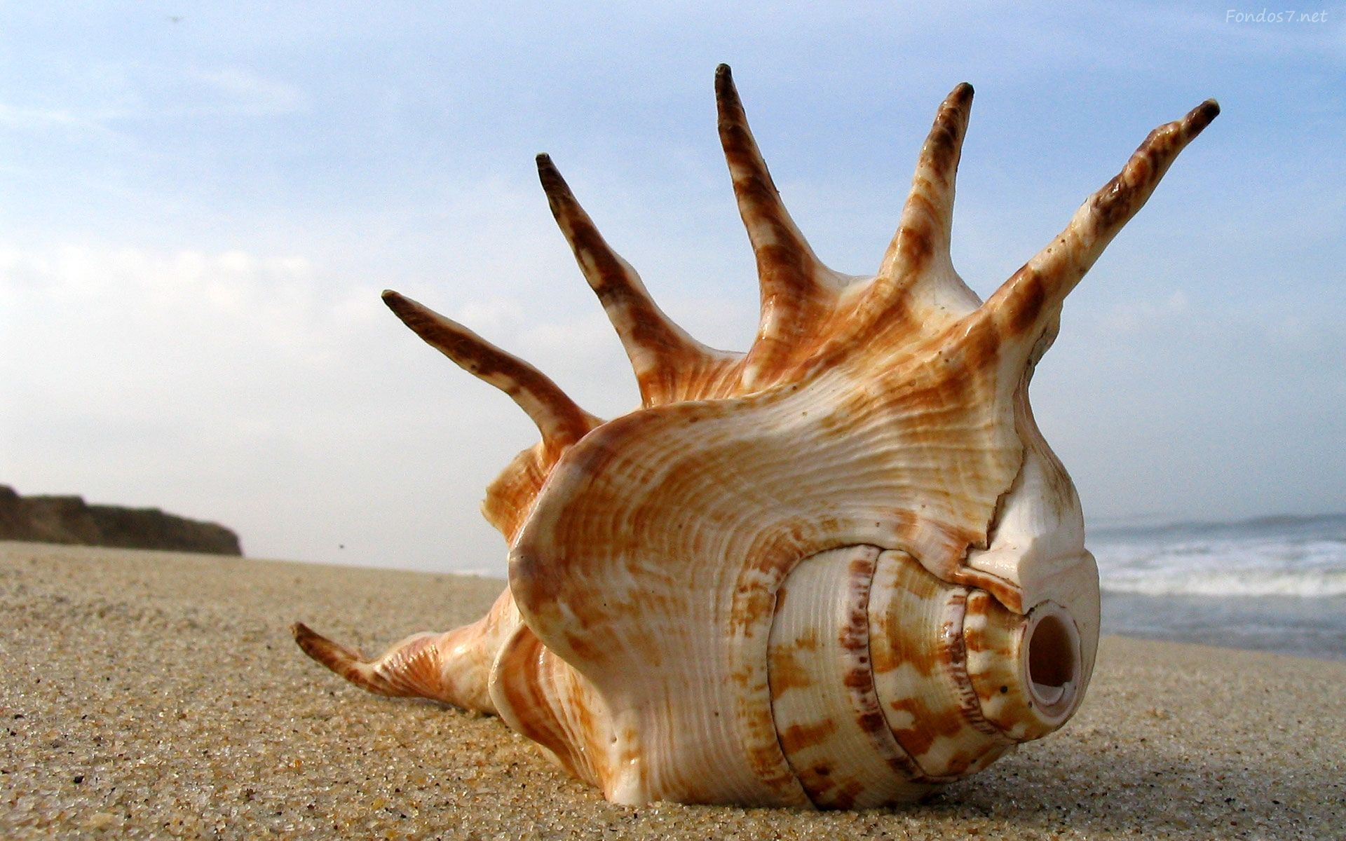 1920x1200 Shell on the Beach | Sea shells, Seashells photography, Shell beach