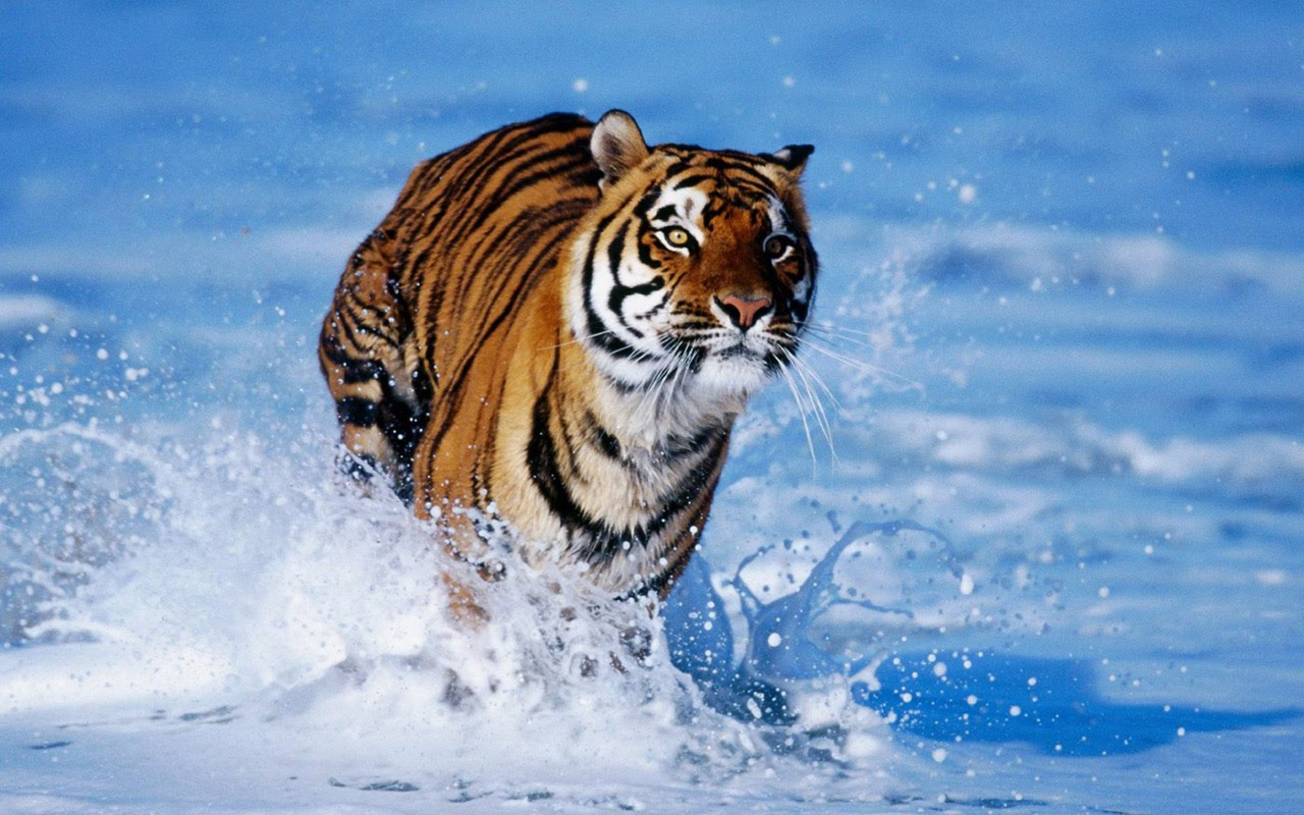 2560x1600 Bengal Tiger hd wallpaper Animal Backgrounds | Tiger wallpaper, Animal wallpaper, Wild animal wallpaper