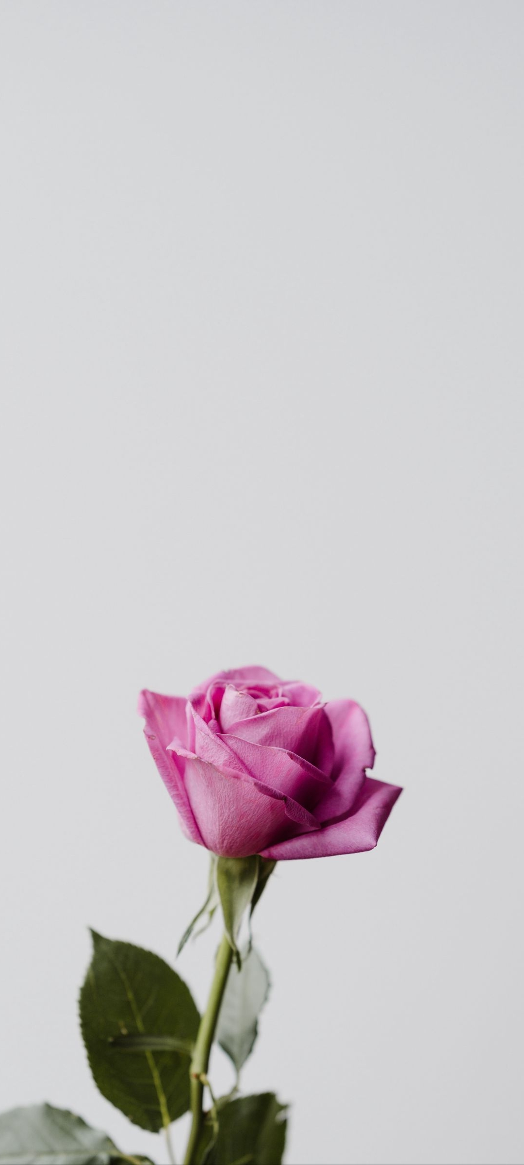 1080x2400 Pink Rose Wallpaper