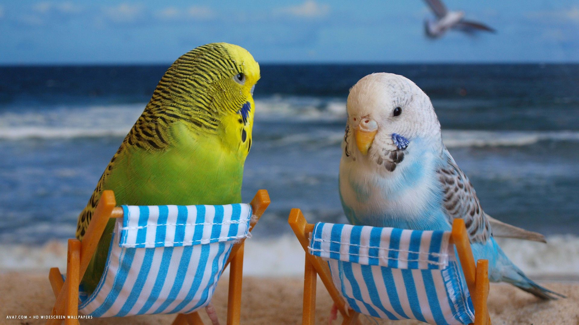 1920x1080 Funny Bird Wallpapers Top Free Funny Bird Backgrounds