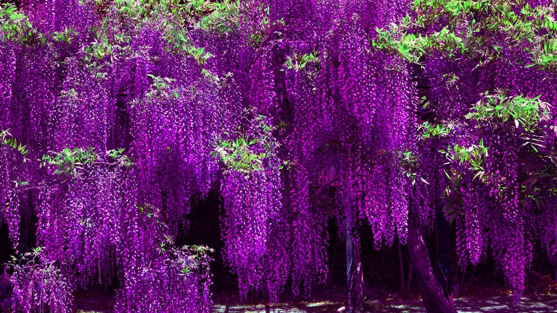 1920x1080 Wisteria Tree Wallpapers Top Free Wisteria Tree Backgrounds
