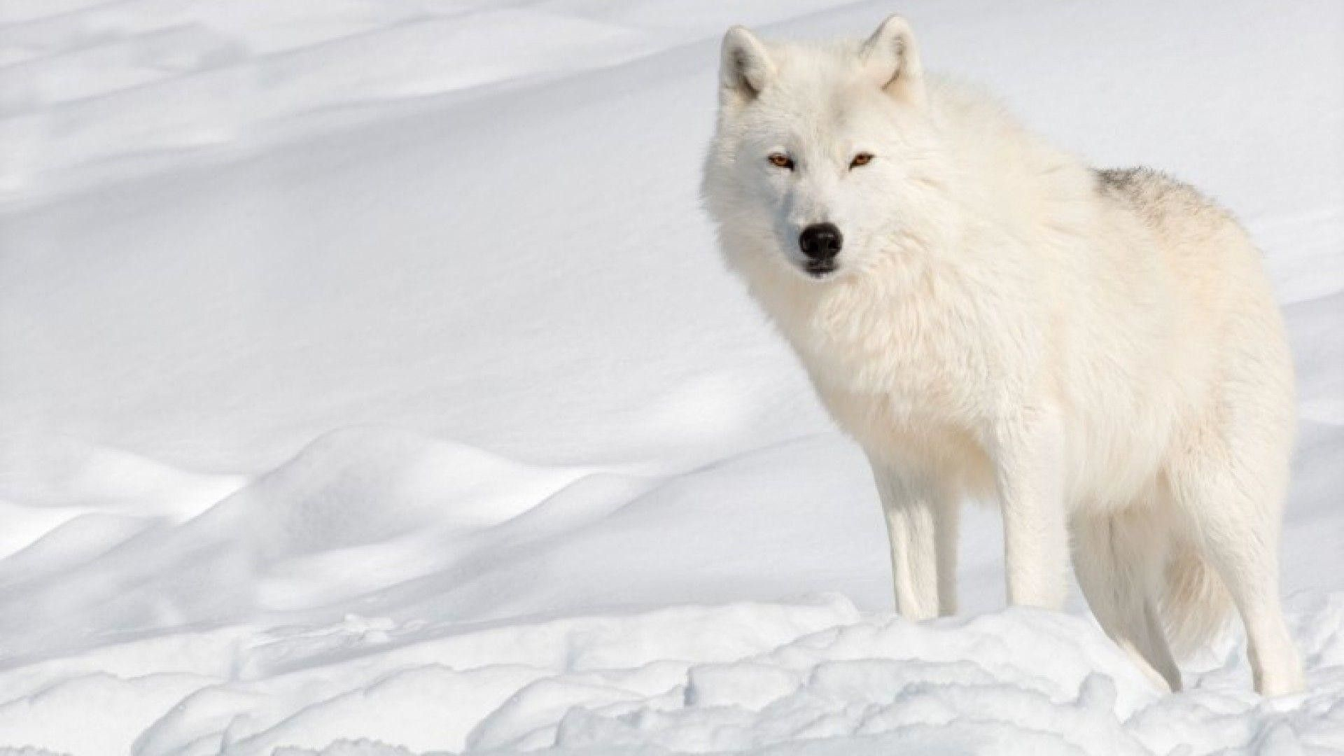 1920x1080 Arctic Wolf Wallpapers Top Free Arctic Wolf Backgrounds