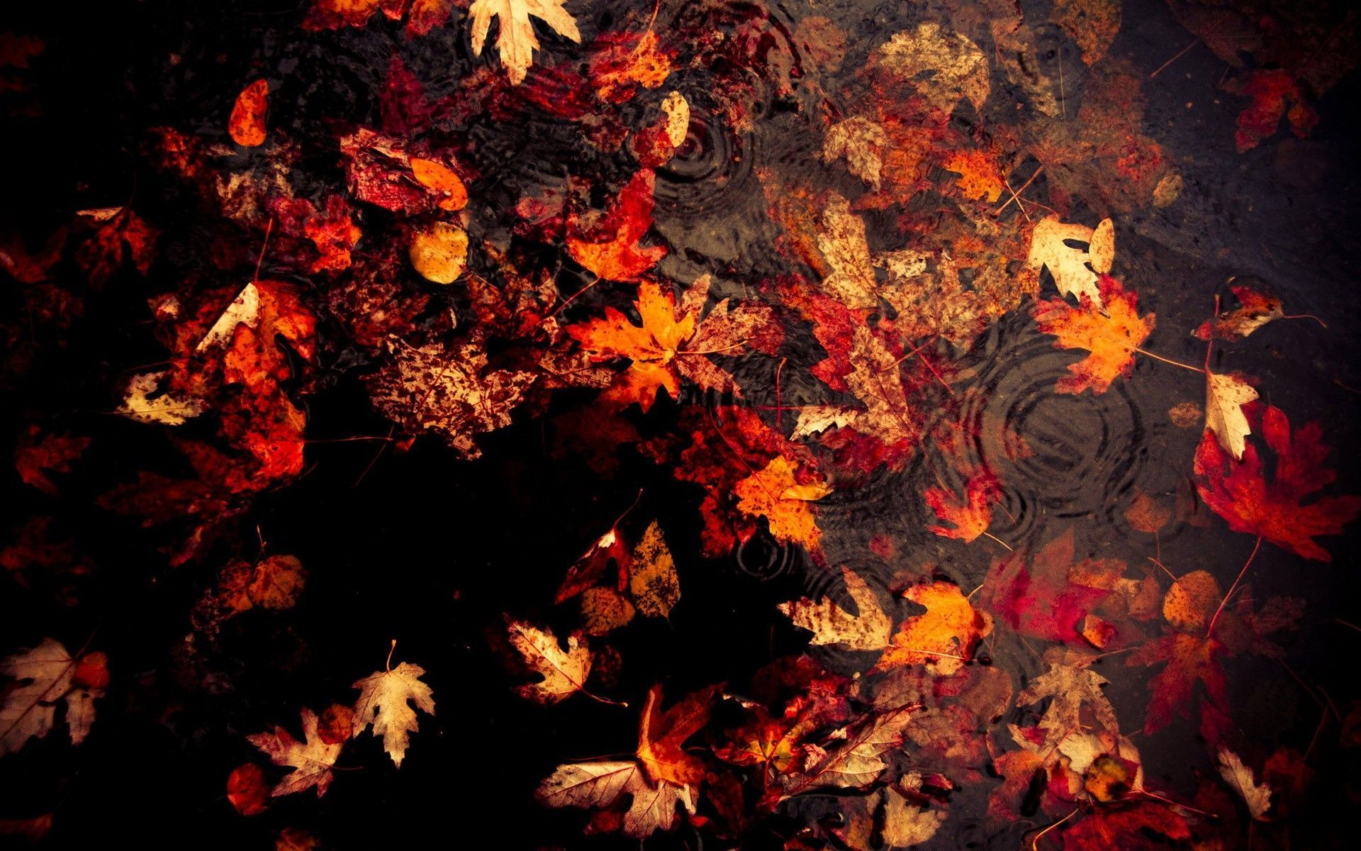 1920x1200 Leaves Wallpapers Top Free Leaves Backgrounds