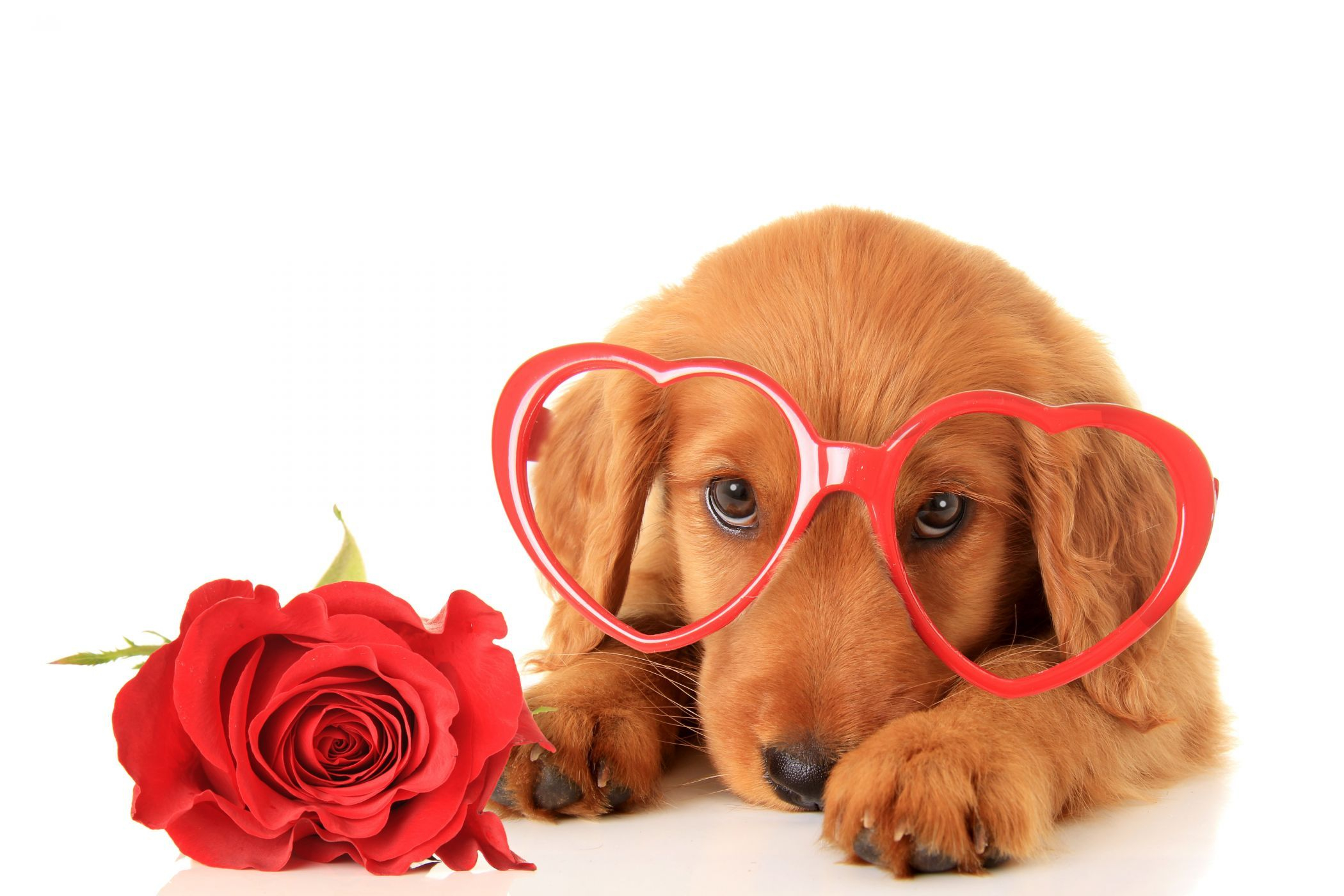 2100x1400 Valentine's Day Dogs Roses Retriever Glasses Heart Glance Animals wallpaper | Joyeuse saint valentin, Saint valentin, Animaux