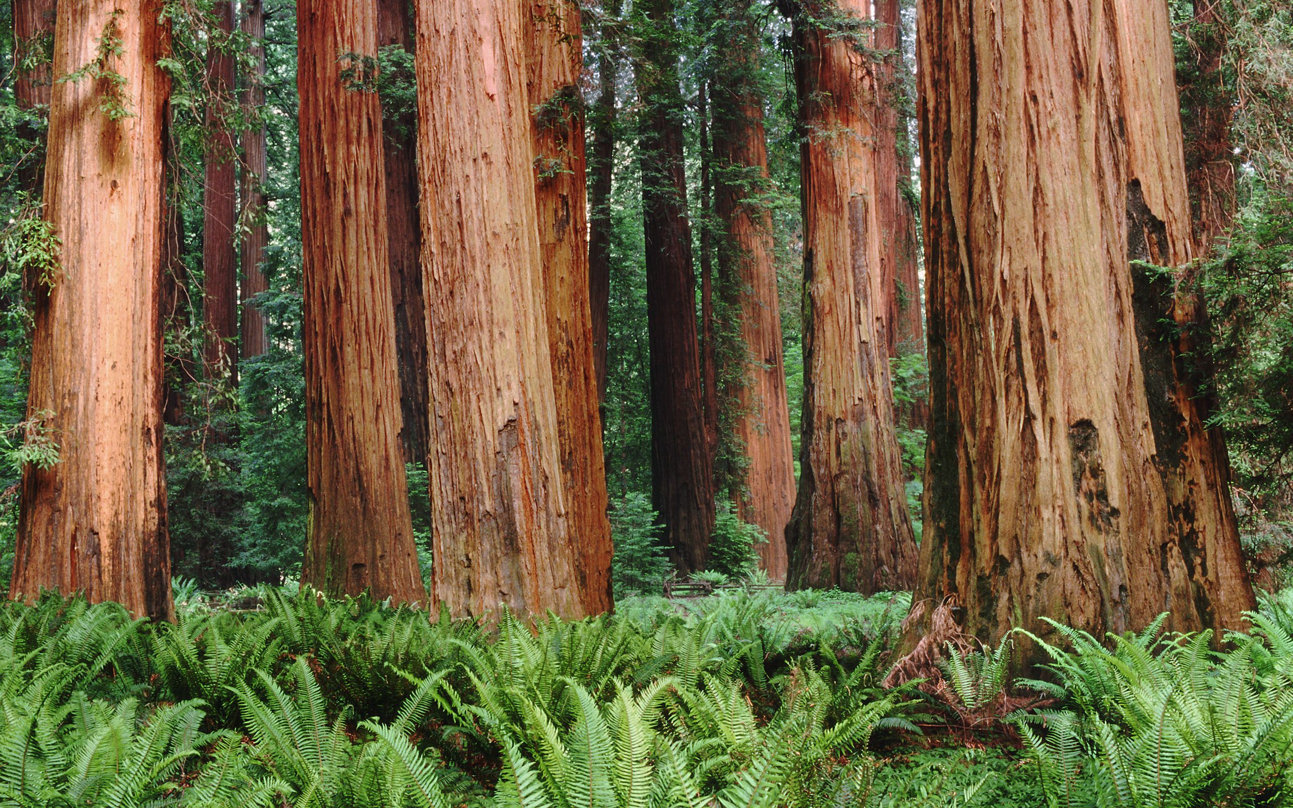 2560x1600 redwoods | Tree, Redwood tree, Desktop wallpapers backgrounds