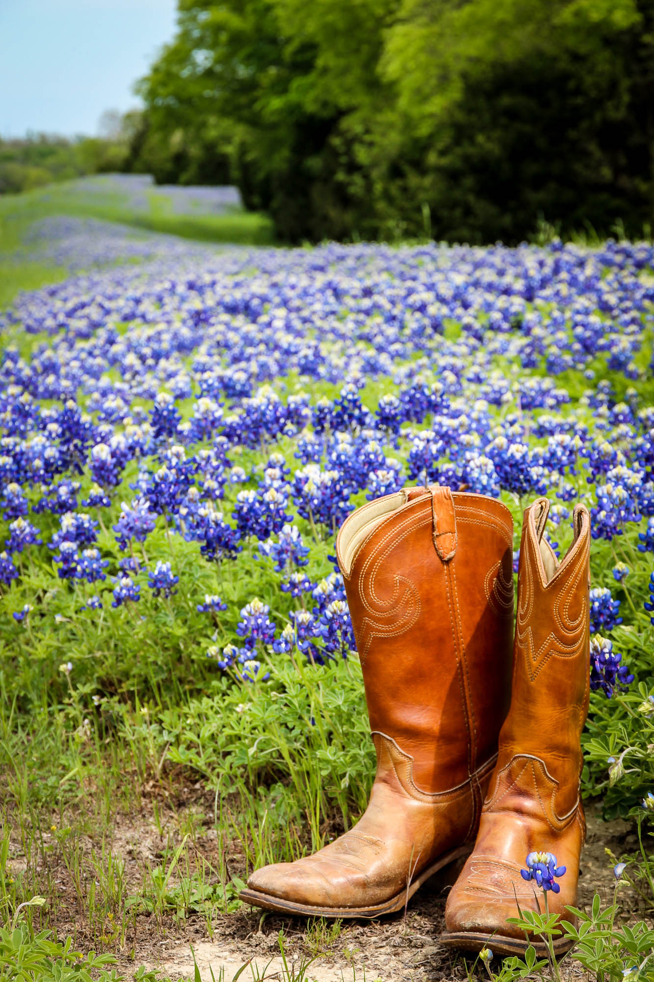 1333x2000 16 Amazing Places to See Bluebonnets in Texas