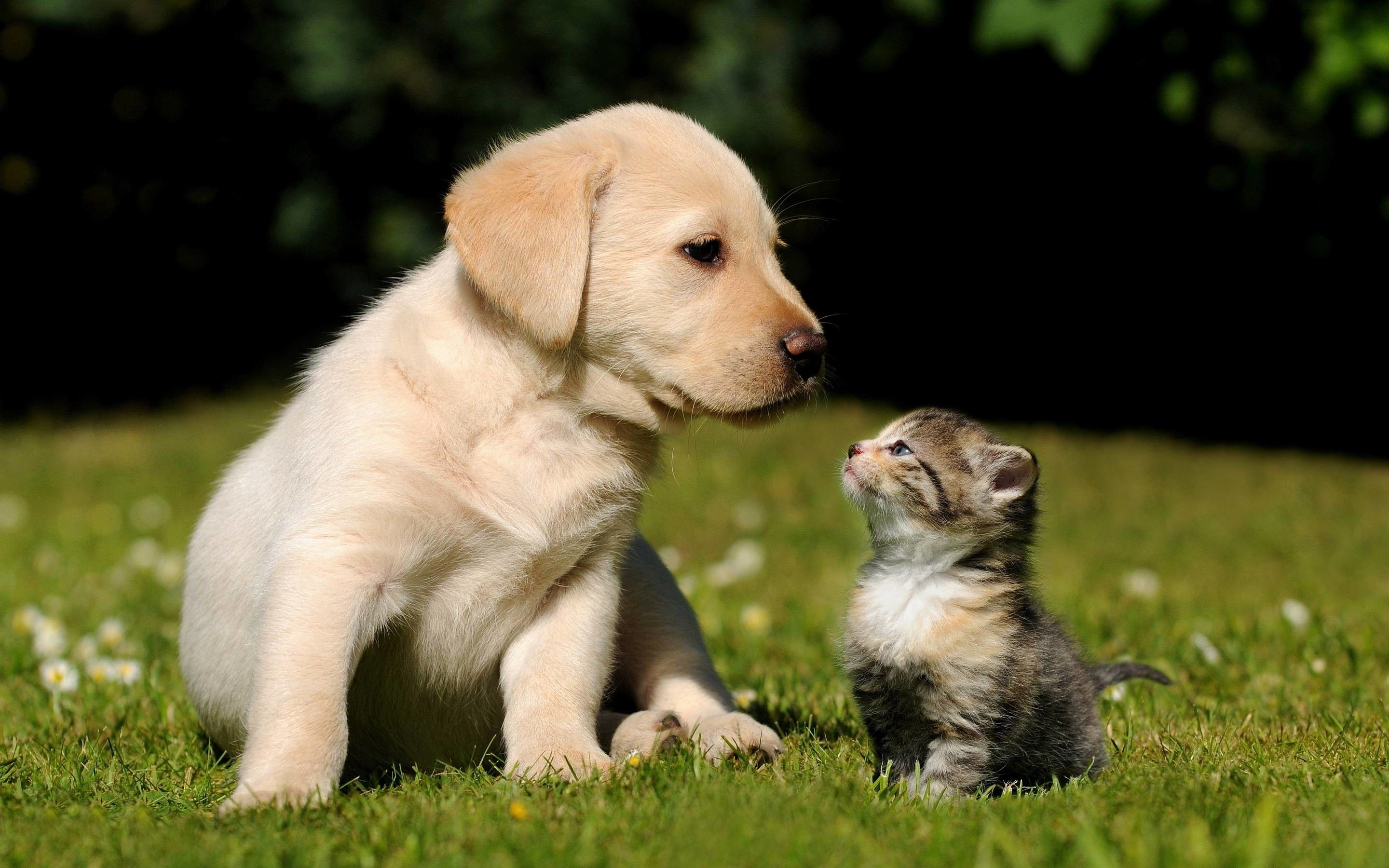 2880x1800 Cute Puppies and Kittens Wallpapers