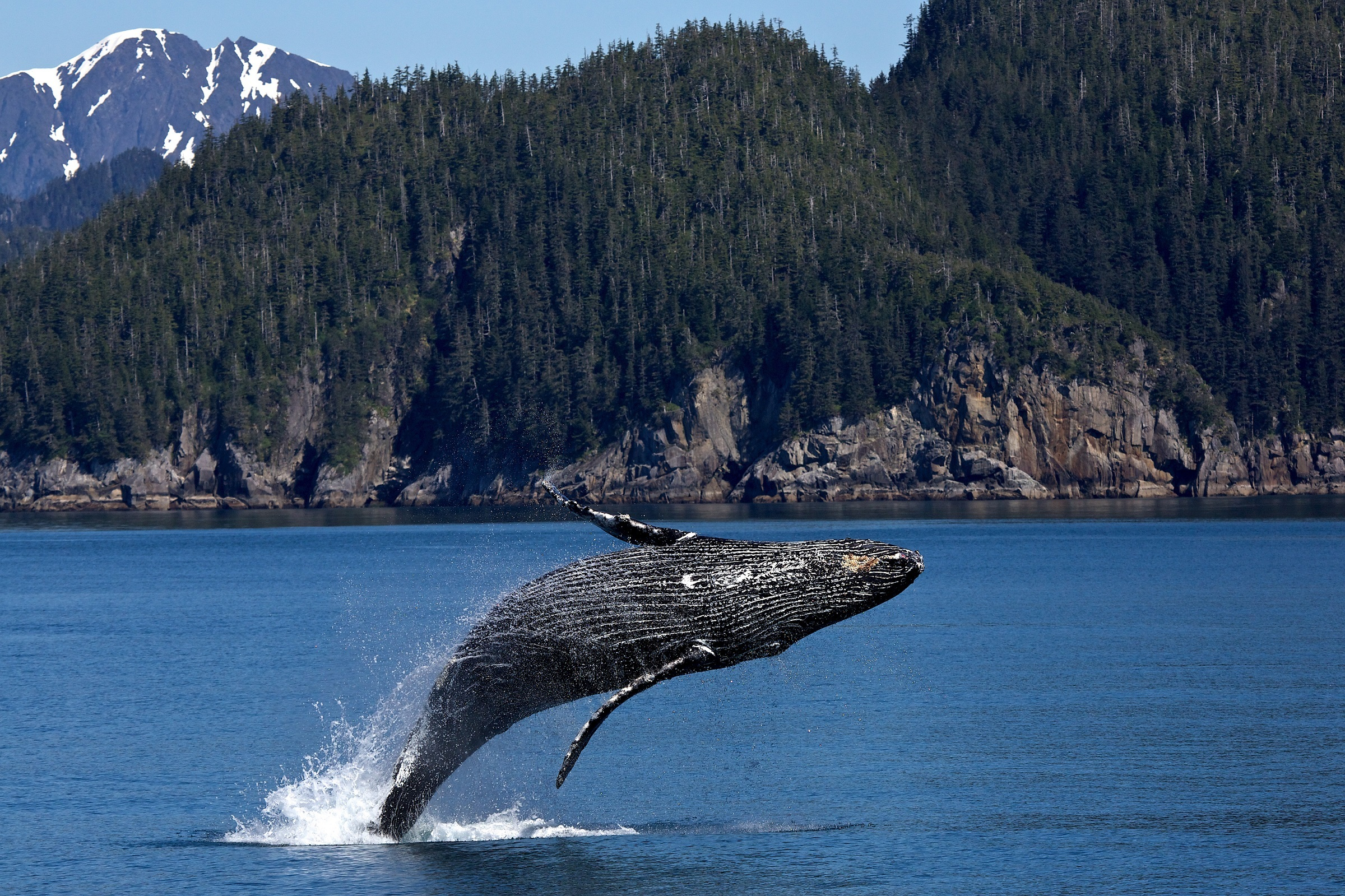 2400x1599 Humpback Whale Photos, Download Free Humpback Whale Stock Photos \u0026 HD Images