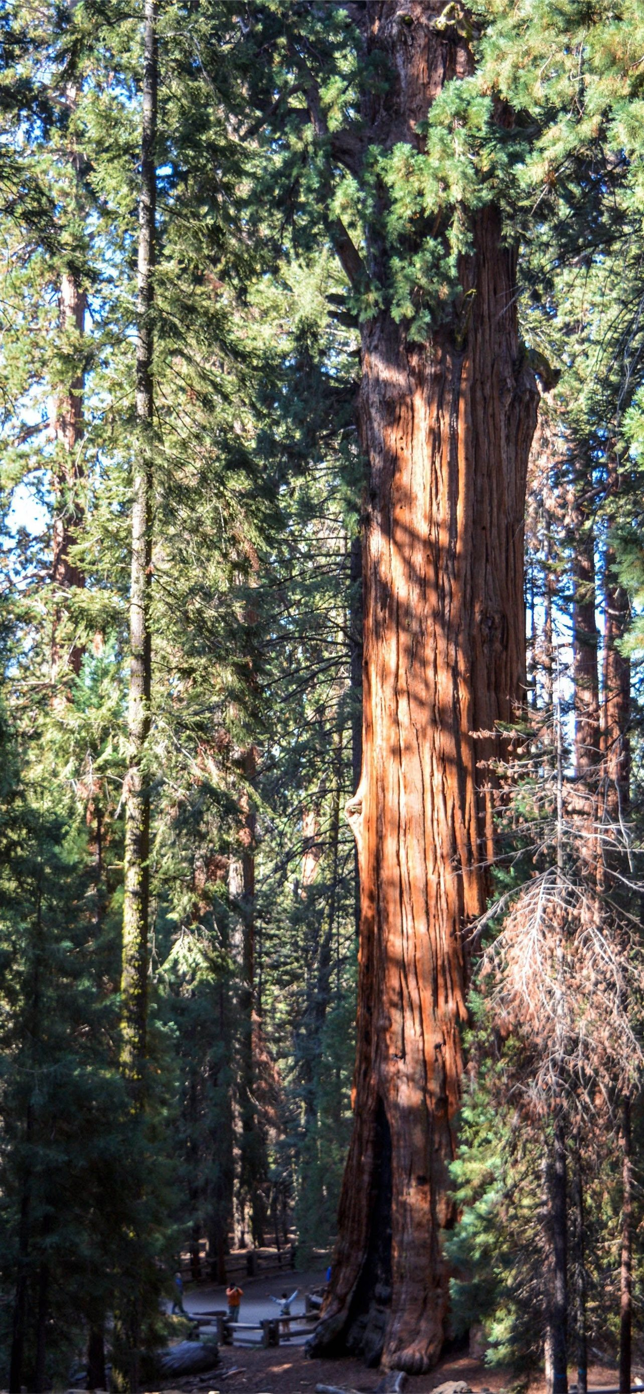 1284x2778 sequoia national park iPhone Wallpapers Free Download
