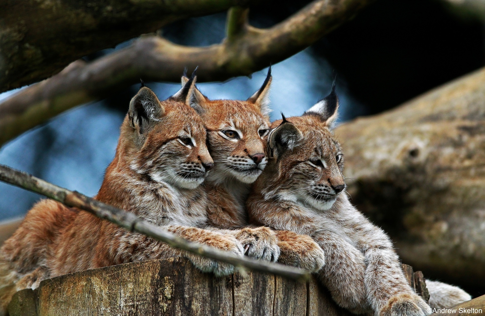 2048x1336 wild, Cat, Lynx Wallpapers HD / Desktop and Mobile Backgrounds