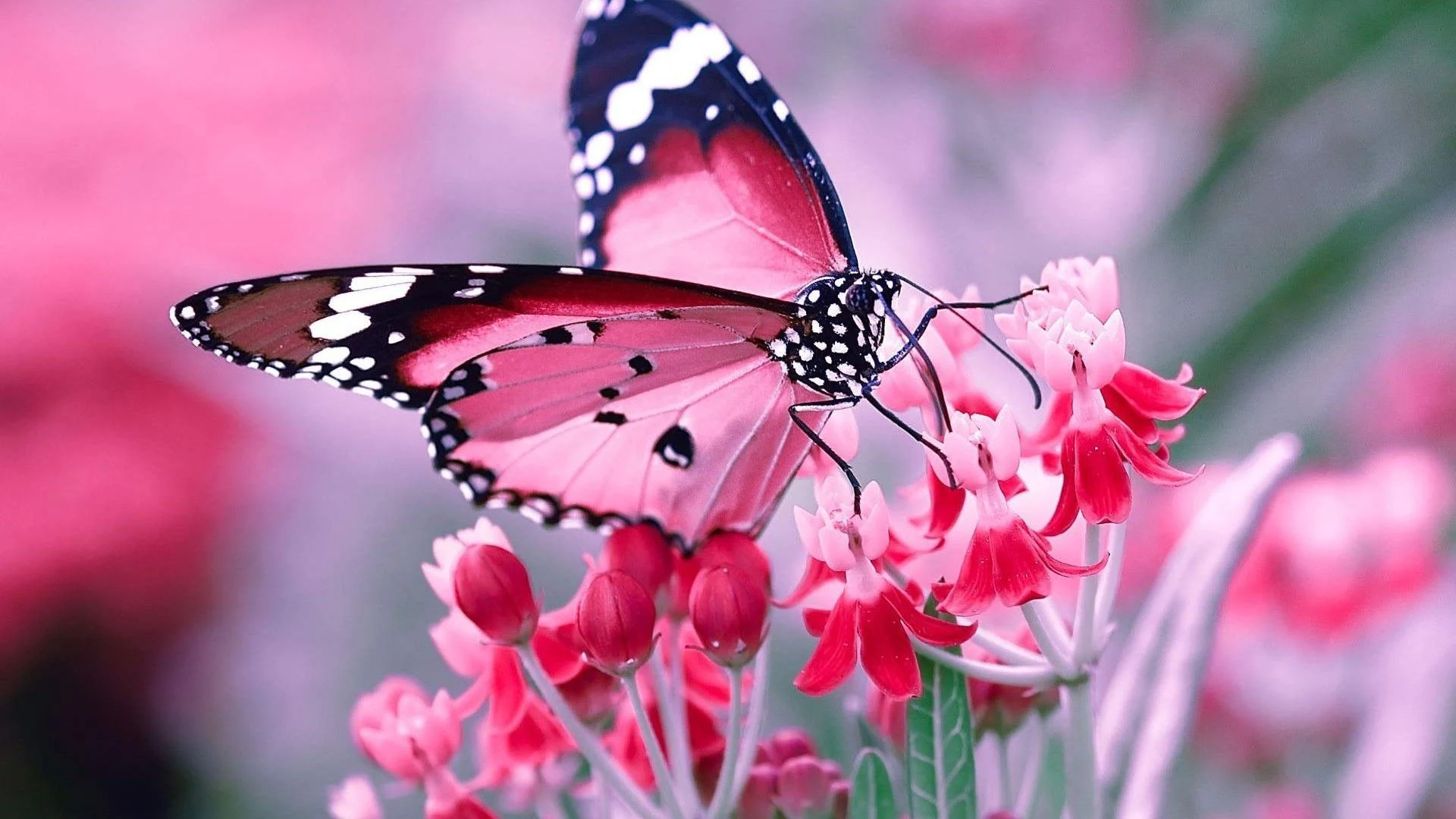 1920x1080 Pink Butterfly Desktop Wallpapers Top Free Pink Butterfly Desktop Backgrounds