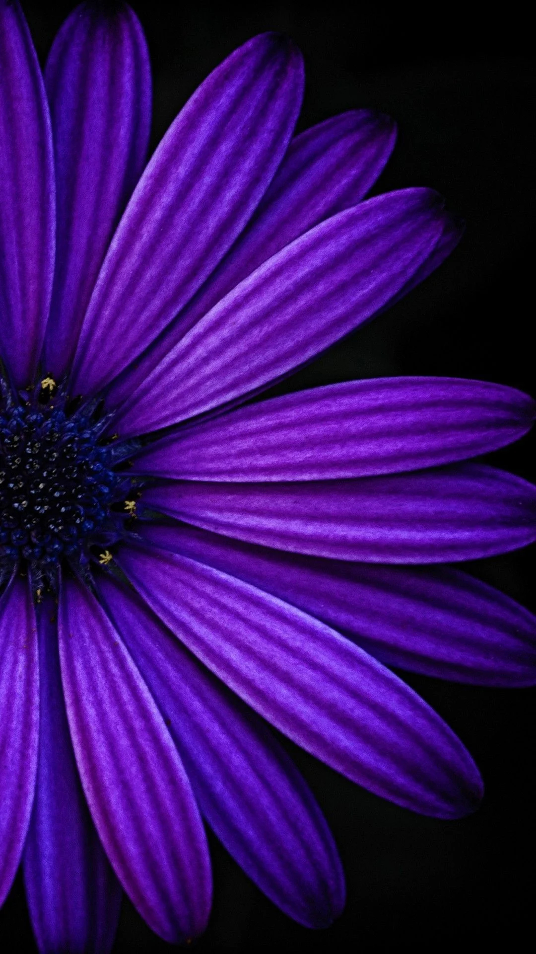 1080x1920 Dark Purple Flower Wallpapers Top Free Dark Purple Flower Backgrounds