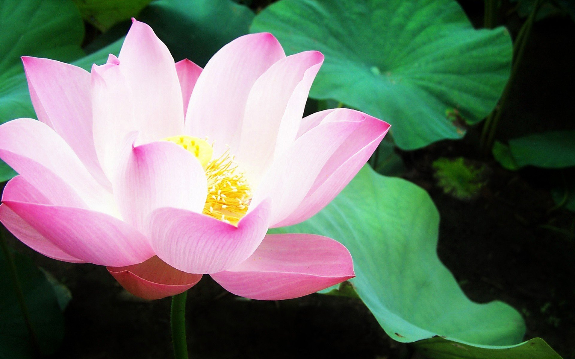 1920x1200 Nature flowers lily pads pink flowers water lilies wallpaper | | 314610