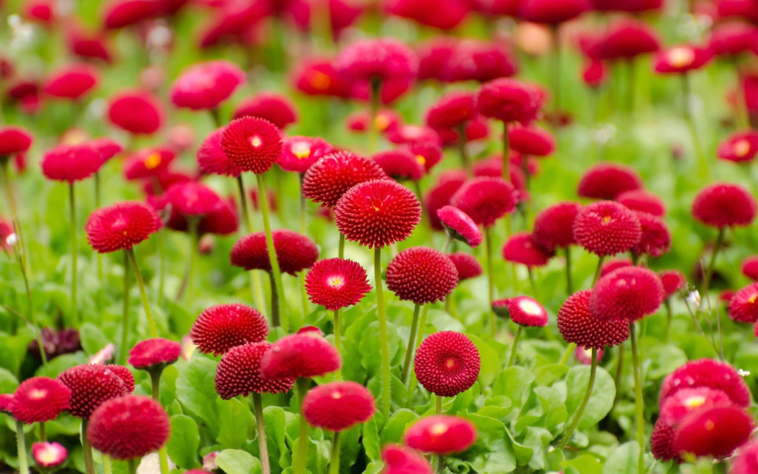 2880x1800 Flowers Red Summer, HD Flowers, 4k Wallpapers, Images, Backgrounds, Photos and Pictures