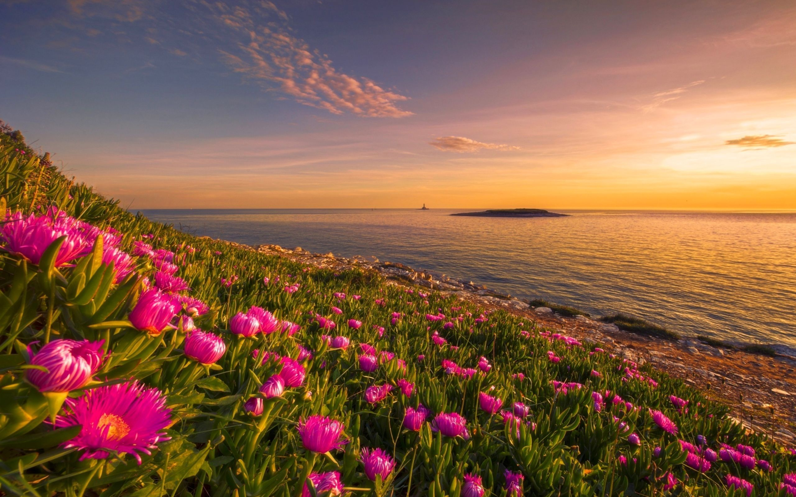2560x1600 Summer Flowers Sunsets Wallpapers