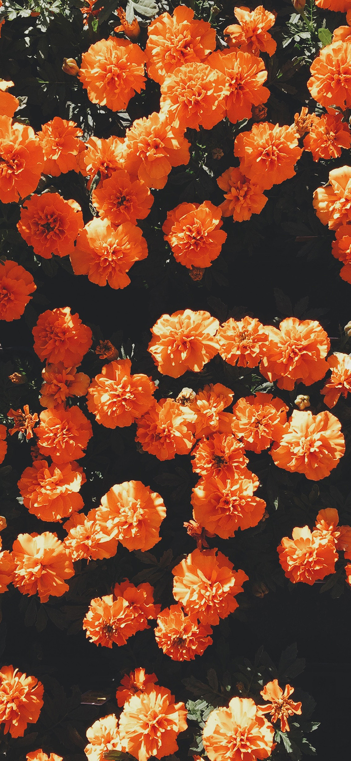 1125x2436 | iPhone X wallpaper | nt72-flower-red-summer-nature