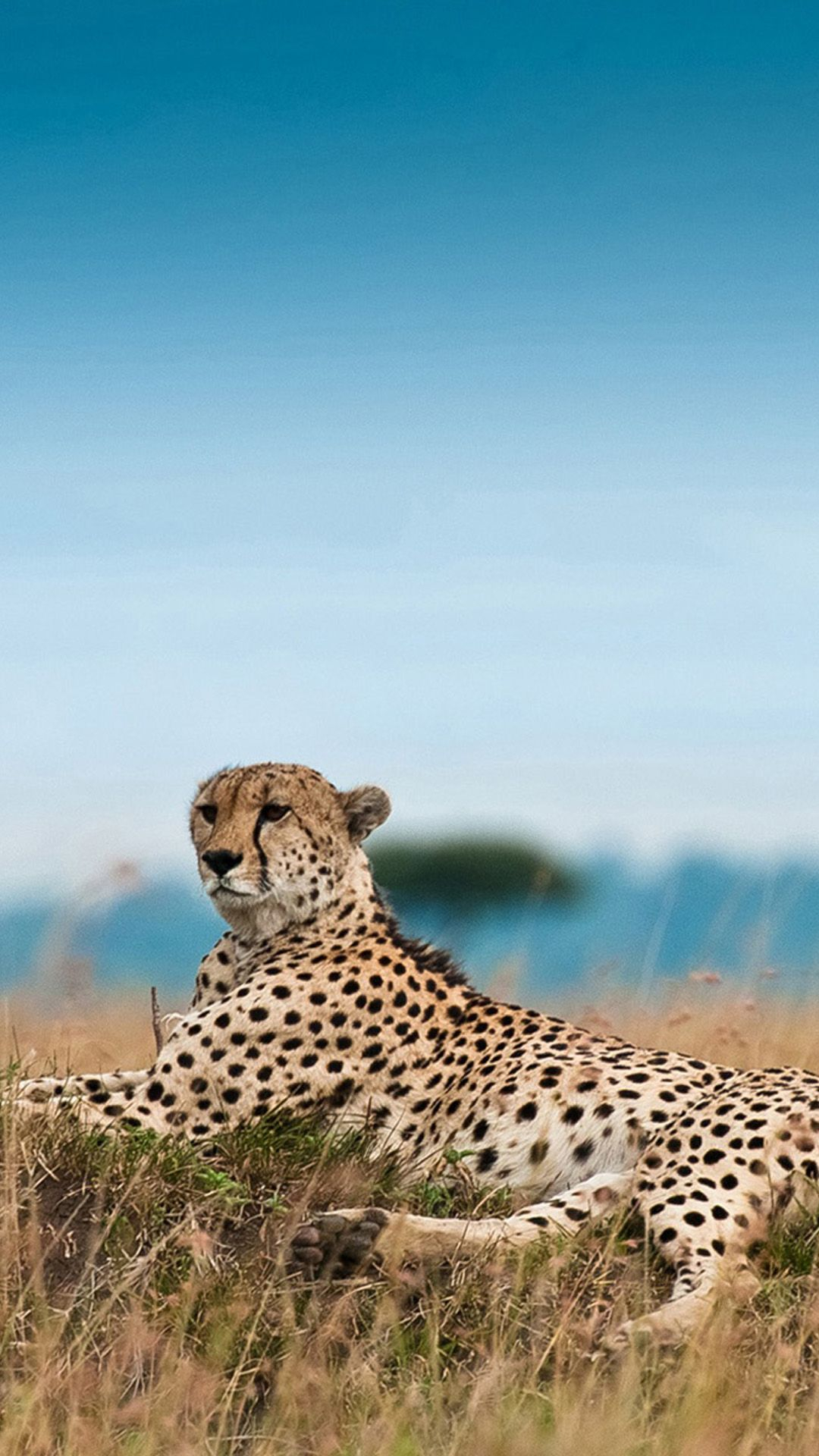 1080x1920 South Africa Leopard iPhone 6 Wallpaper Download | iPhone Wallpapers, iPad wallpapers One-stop Download | Cheetah wallpaper, Animal wallpaper, Cat wallpaper