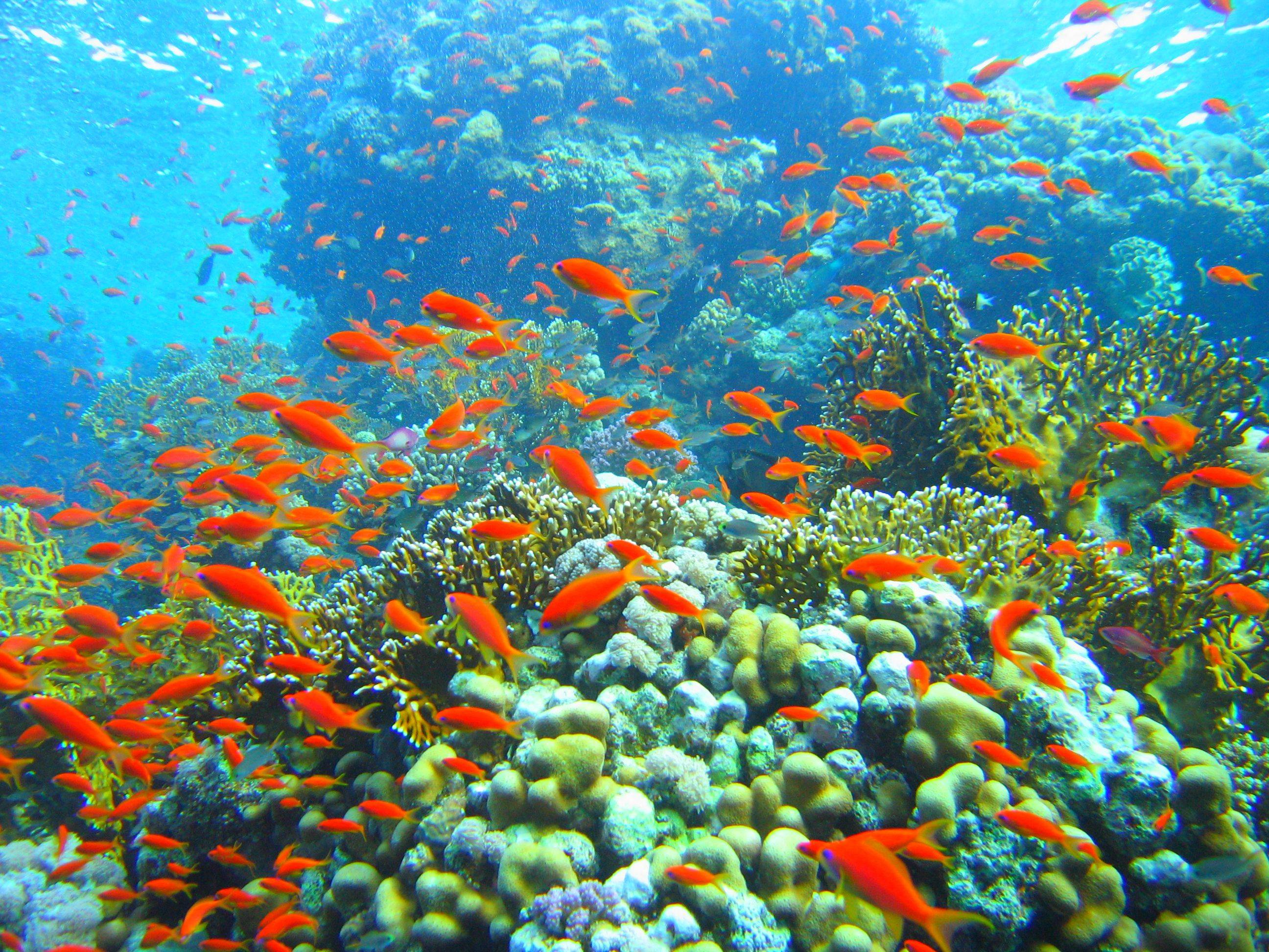2592x1944 Coral Reef Backgrounds