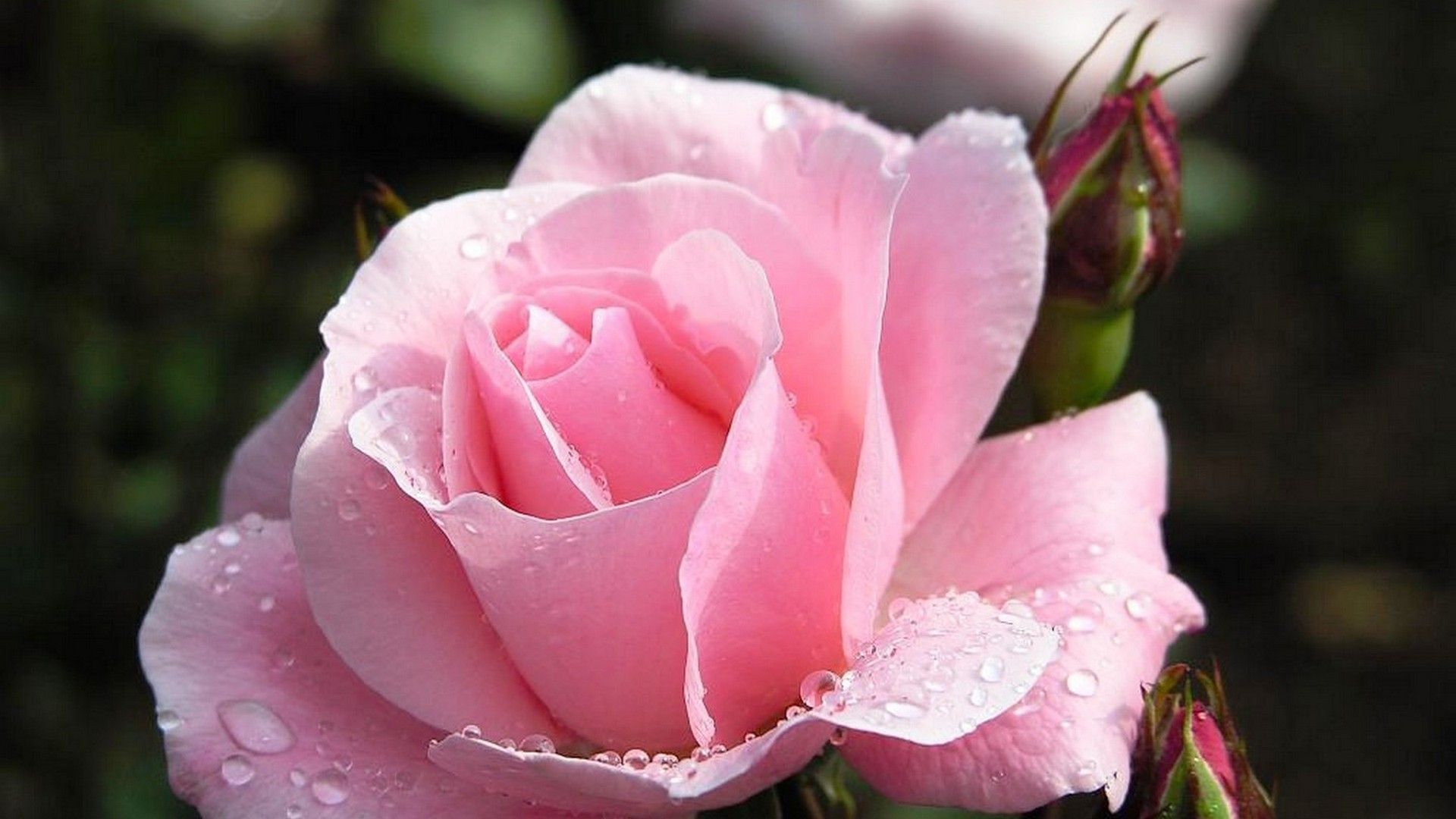 1920x1080 Pink Rose Wallpaper Flower | Best HD Wallpapers | Rose wallpaper, New flower wallpaper, Flowers