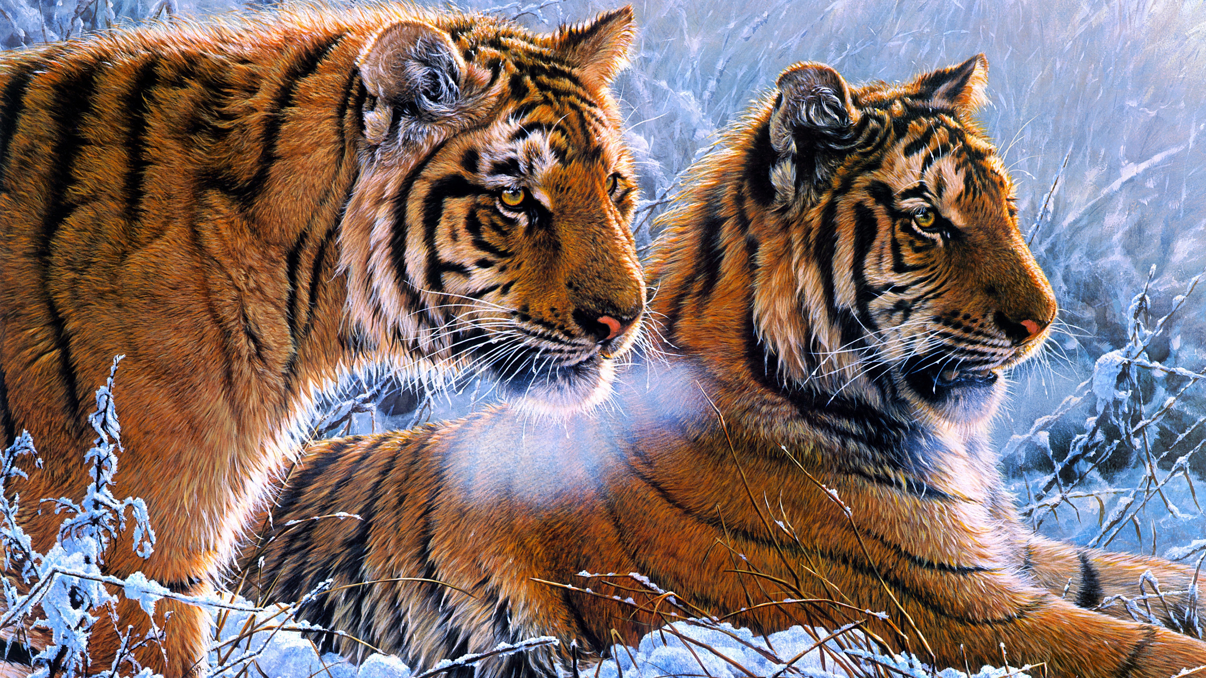 3840x2160 Tigers Wallpapers