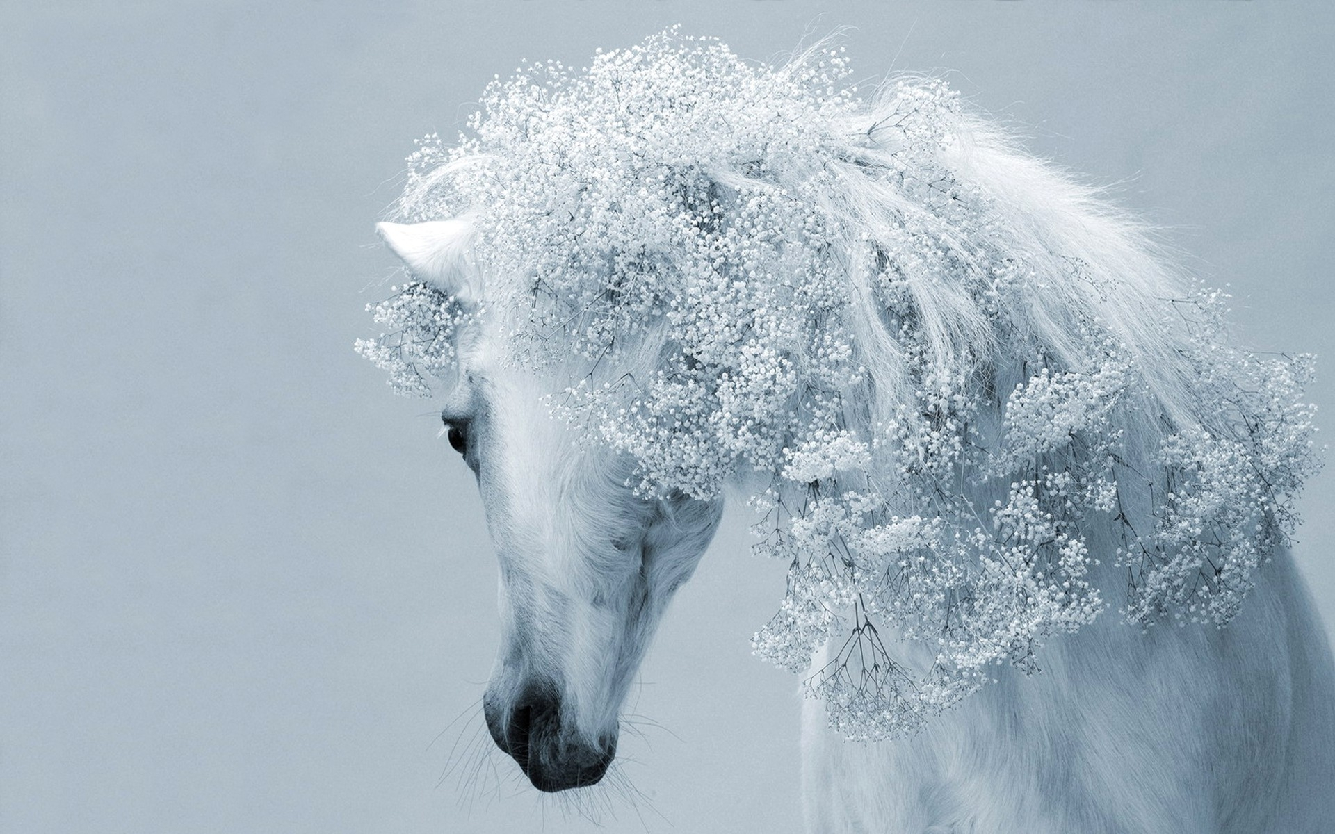 1920x1200 Beautiful White Horse Wallpapers Top Free Beautiful White Horse Backgrounds