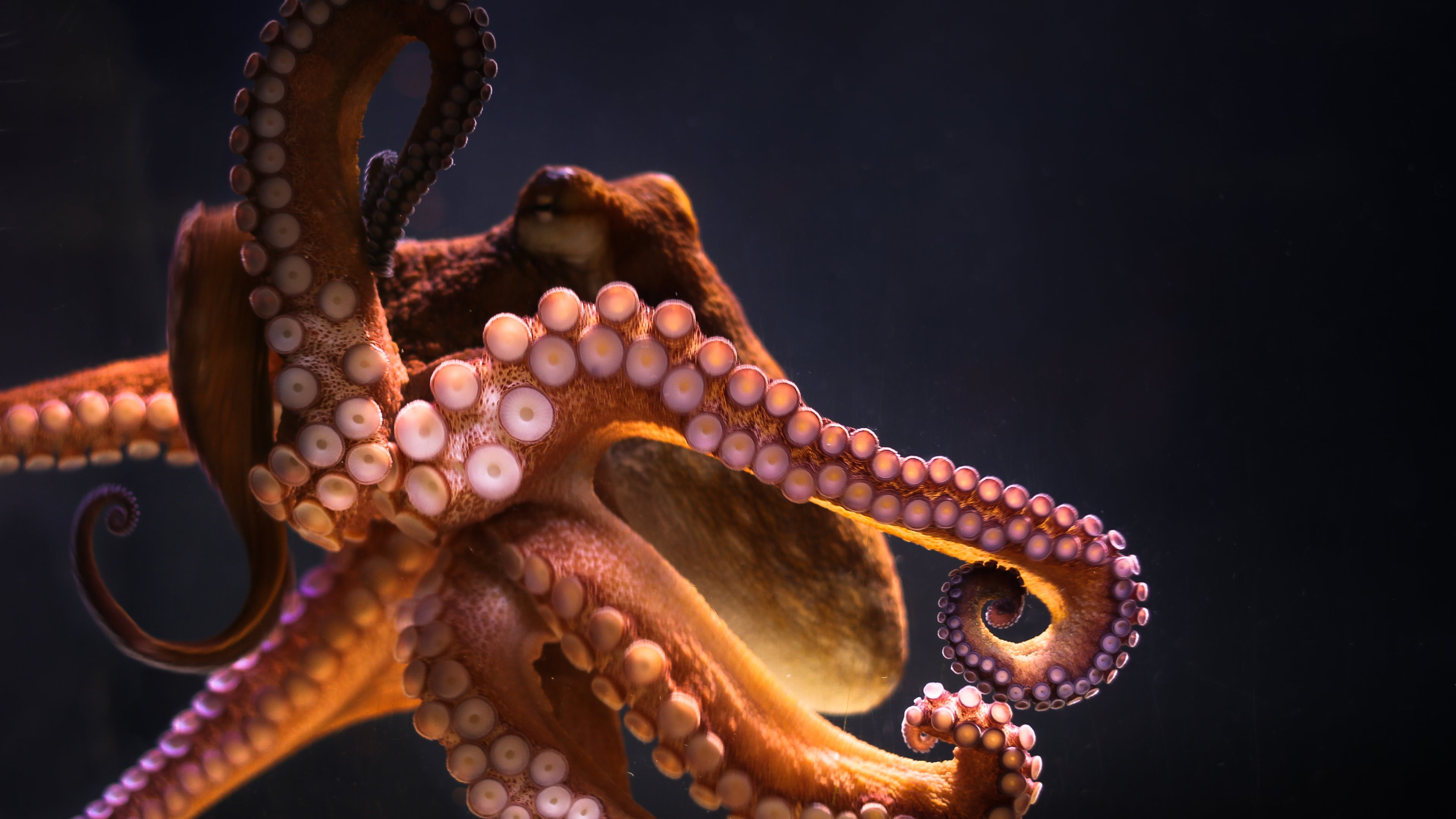 3840x2160 4K Octopus Wallpapers | Background Images