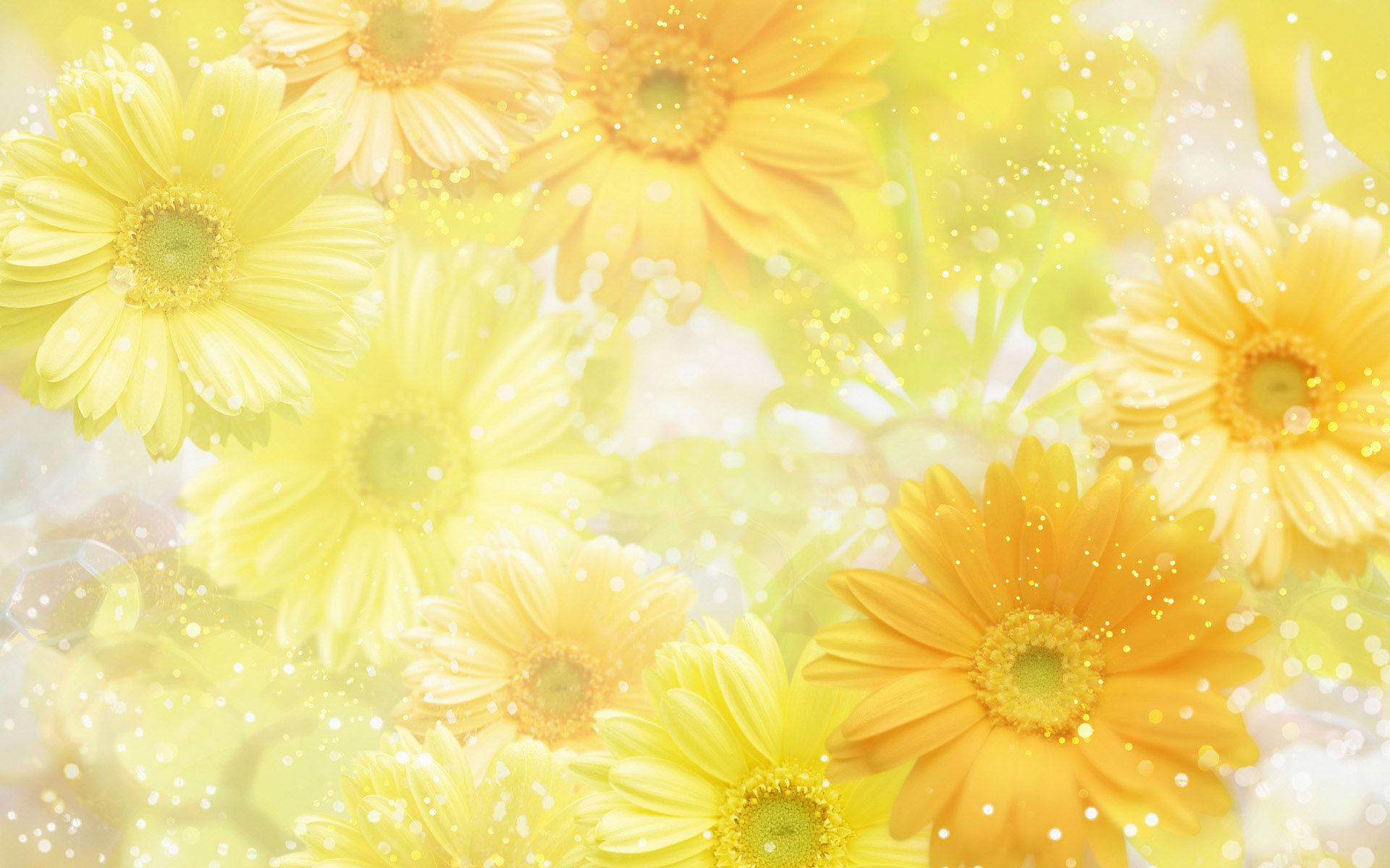 1920x1200 Download Pastel Yellow Chrysanthemum Flowers Wallpaper