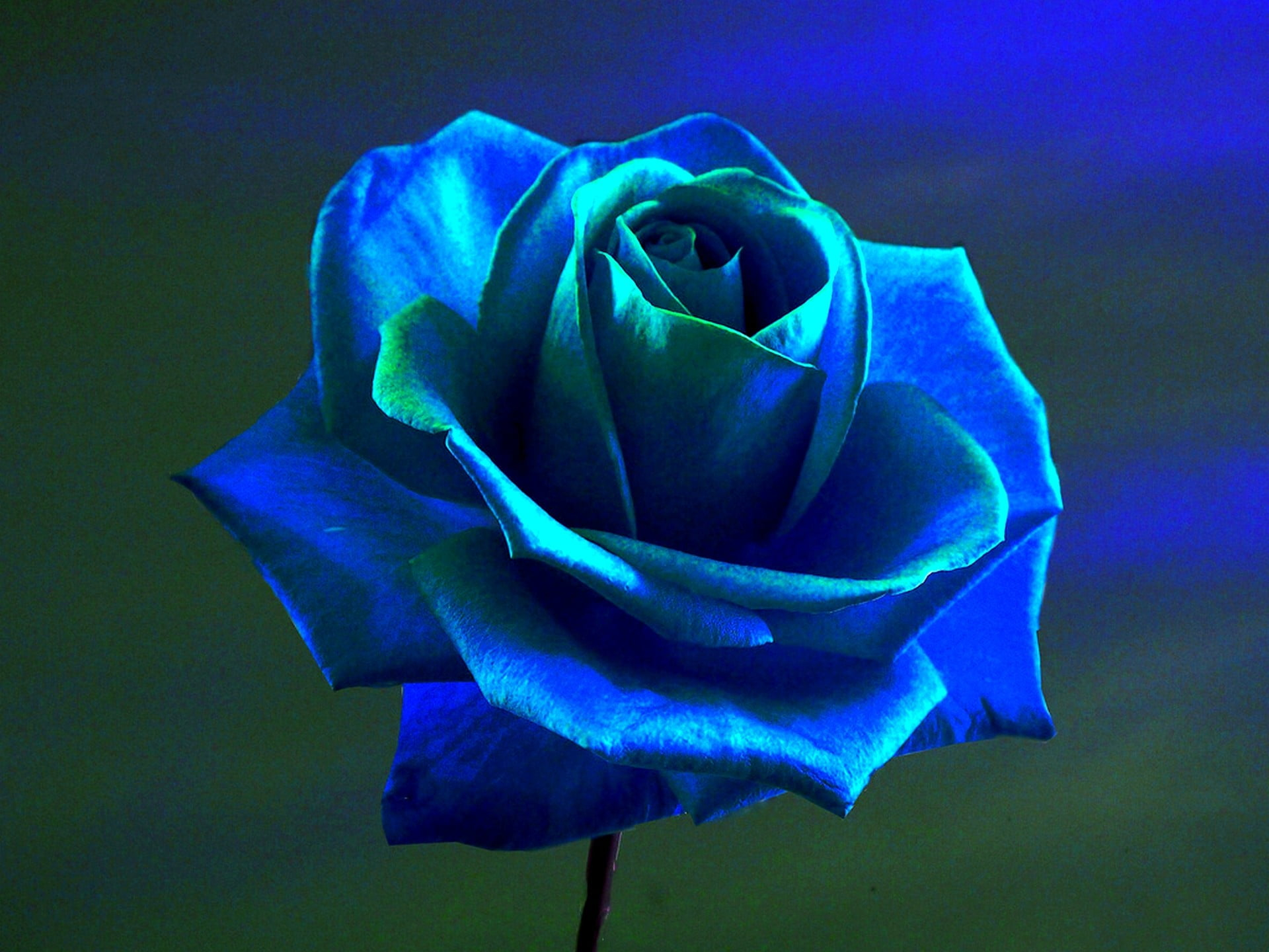 1920x1440 Blue flower, rose, blue rose, flowers, blue flowers HD wallpaper | Wallpaper Flare