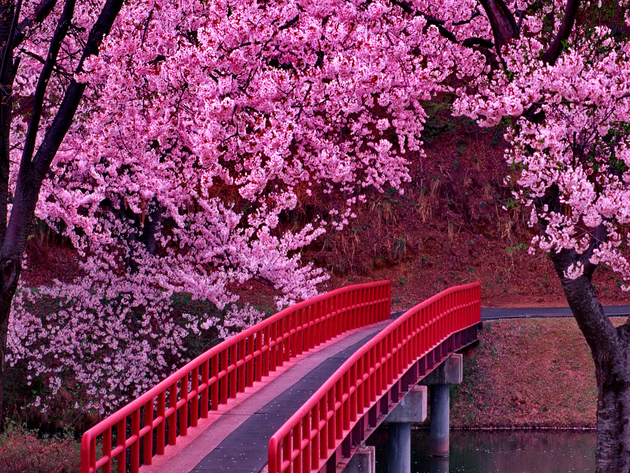 2560x1920 Pink Cherry Blossom Tree Wallpapers Top Free Pink Cherry Blossom Tree Backgrounds