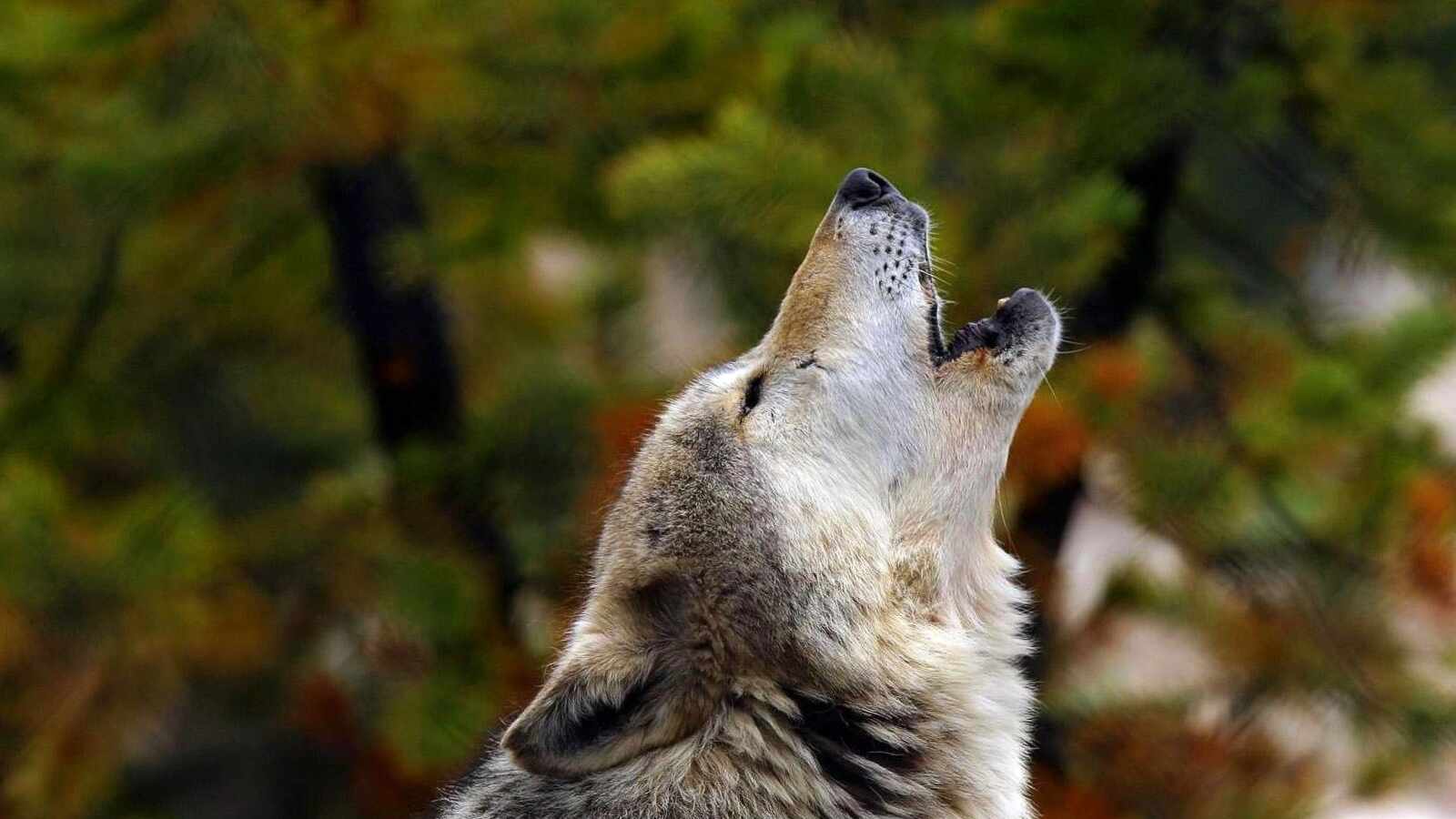 Wolf Howling Wallpapers and Backgrounds 4K, HD, Dual Screen