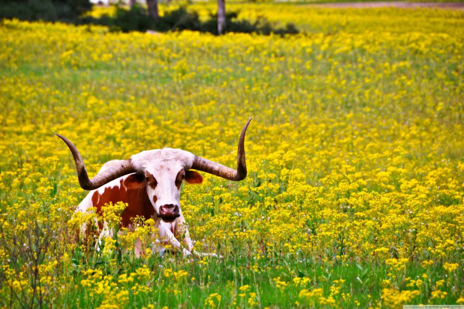 Texas Ranch Wallpapers and Backgrounds 4K, HD, Dual Screen