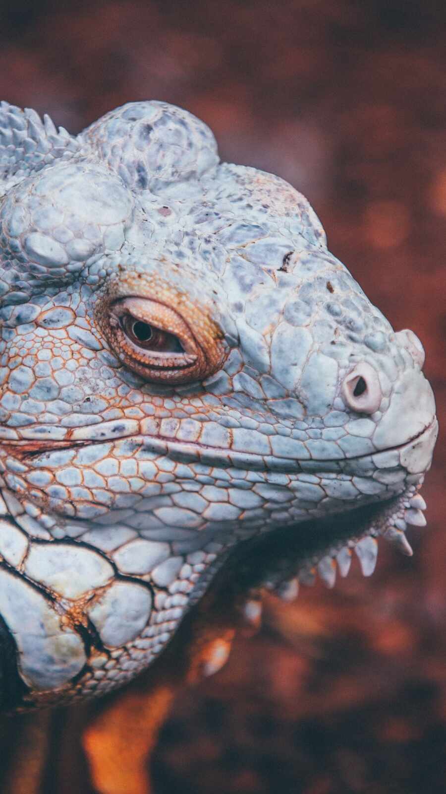 Reptile Wallpapers and Backgrounds 4K, HD, Dual Screen